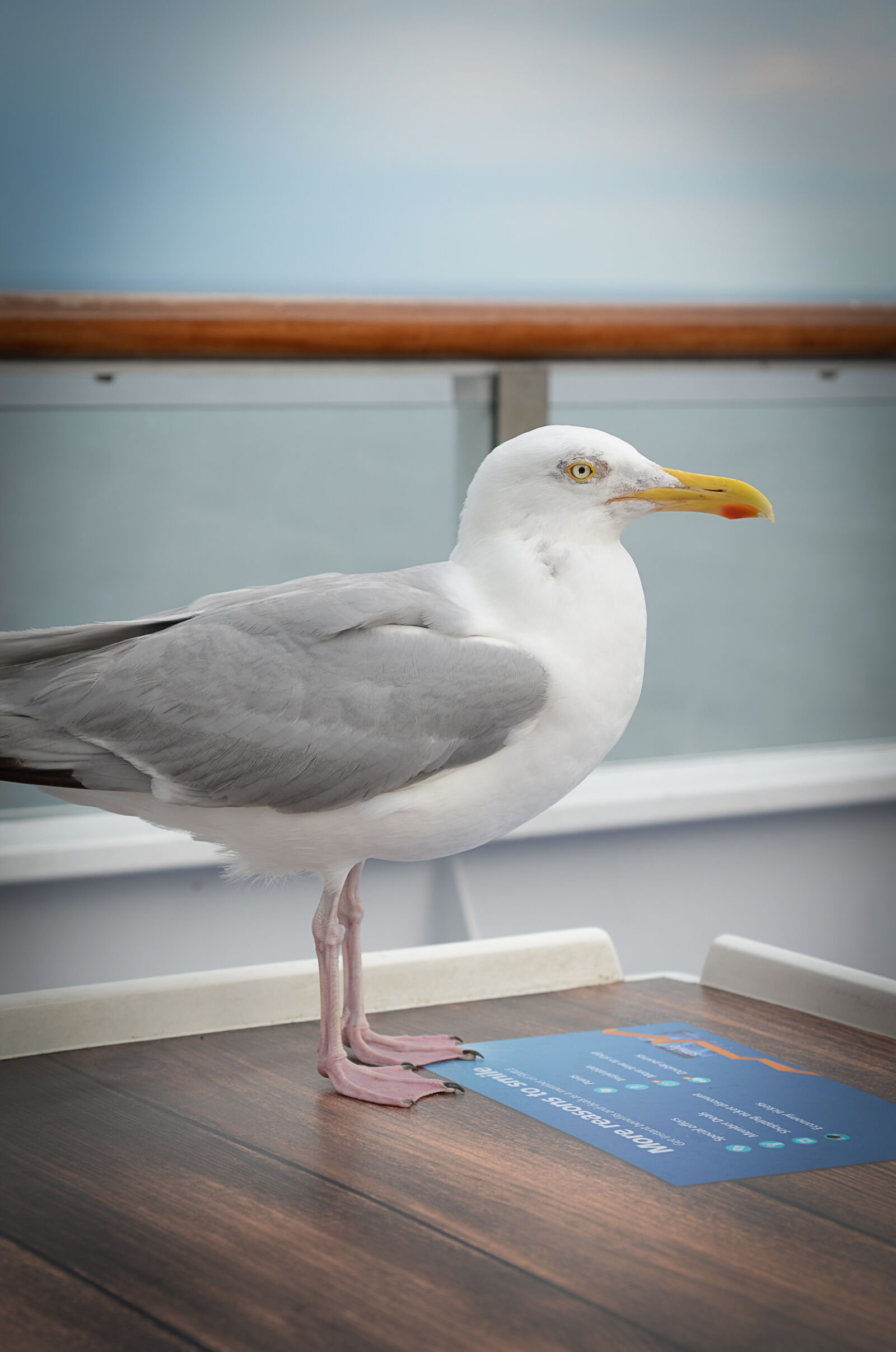 Sigma 24-70mm F2.8 EX DG HSM sample photo. White, seagull, on, brown photography