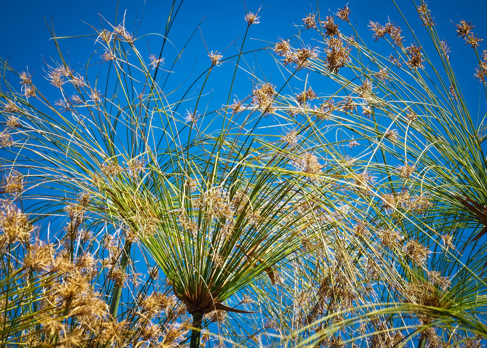 Olympus OM-D E-M10 sample photo. Papyrus, reed, plant photography