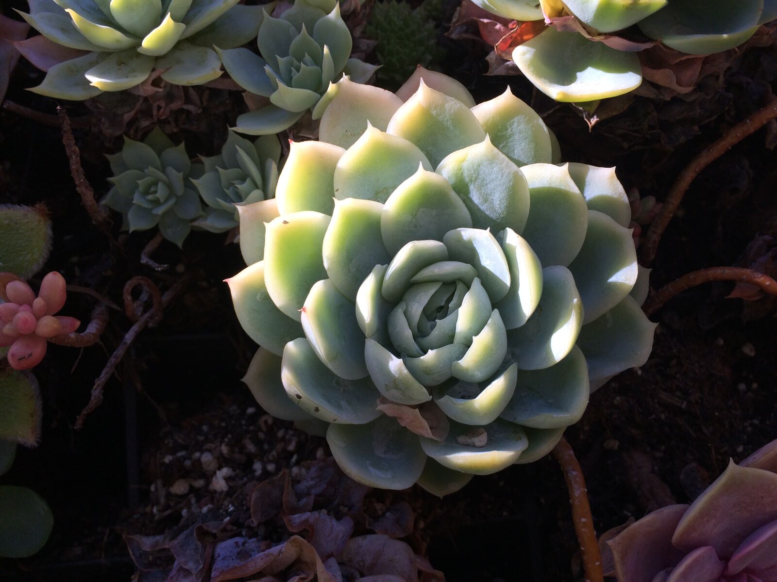 iPhone 5s back camera 4.15mm f/2.2 sample photo. Succulent, shadows, plant photography
