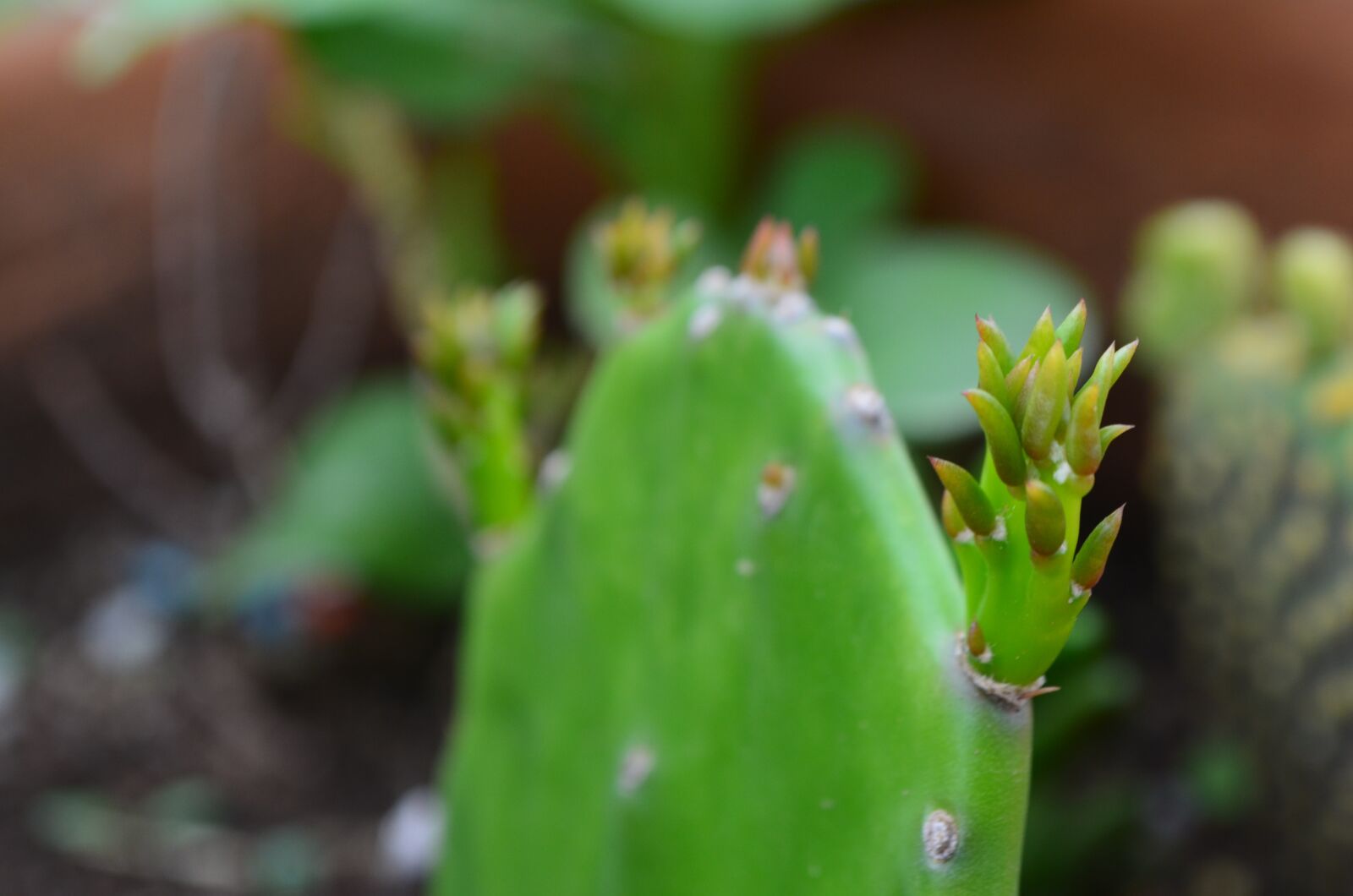 Nikon D5100 sample photo. Cactus, son, cutting photography