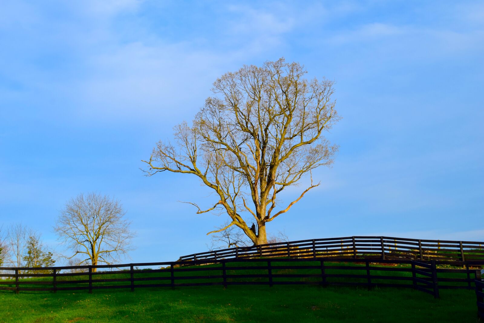 Nikon D3300 sample photo. Tree, field, fence photography