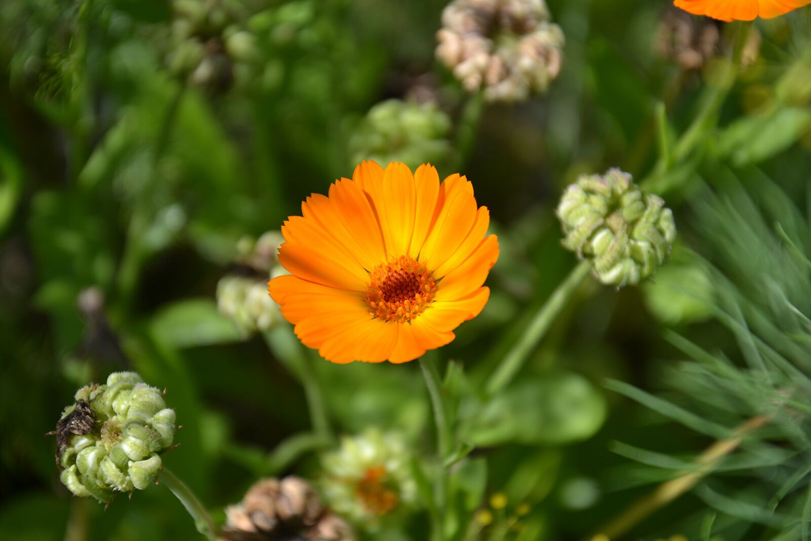 Nikon D3100 sample photo. Calendula, flowers, plant photography