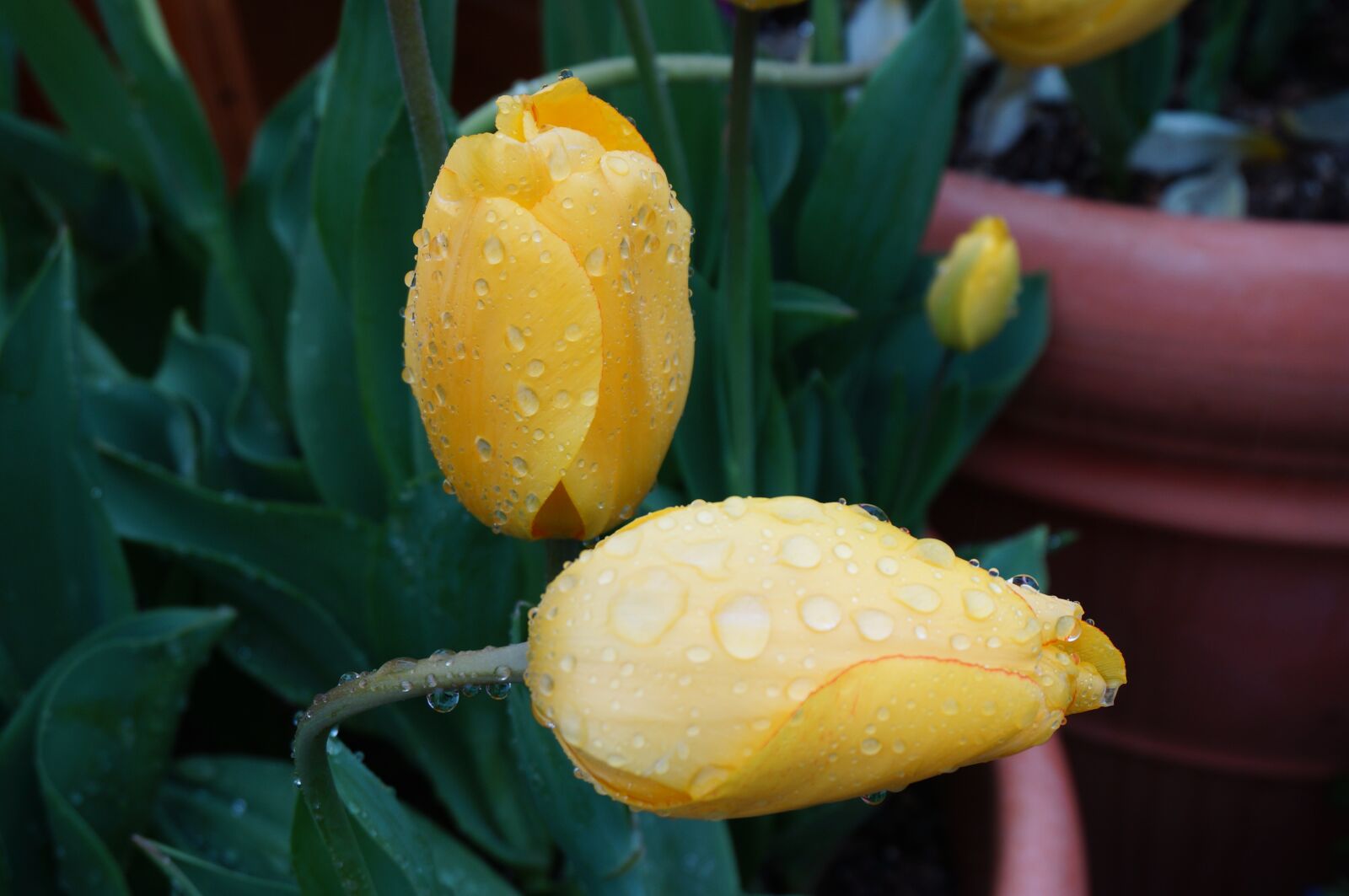 Sony Alpha NEX-3N sample photo. Flowers, tulips, spring photography