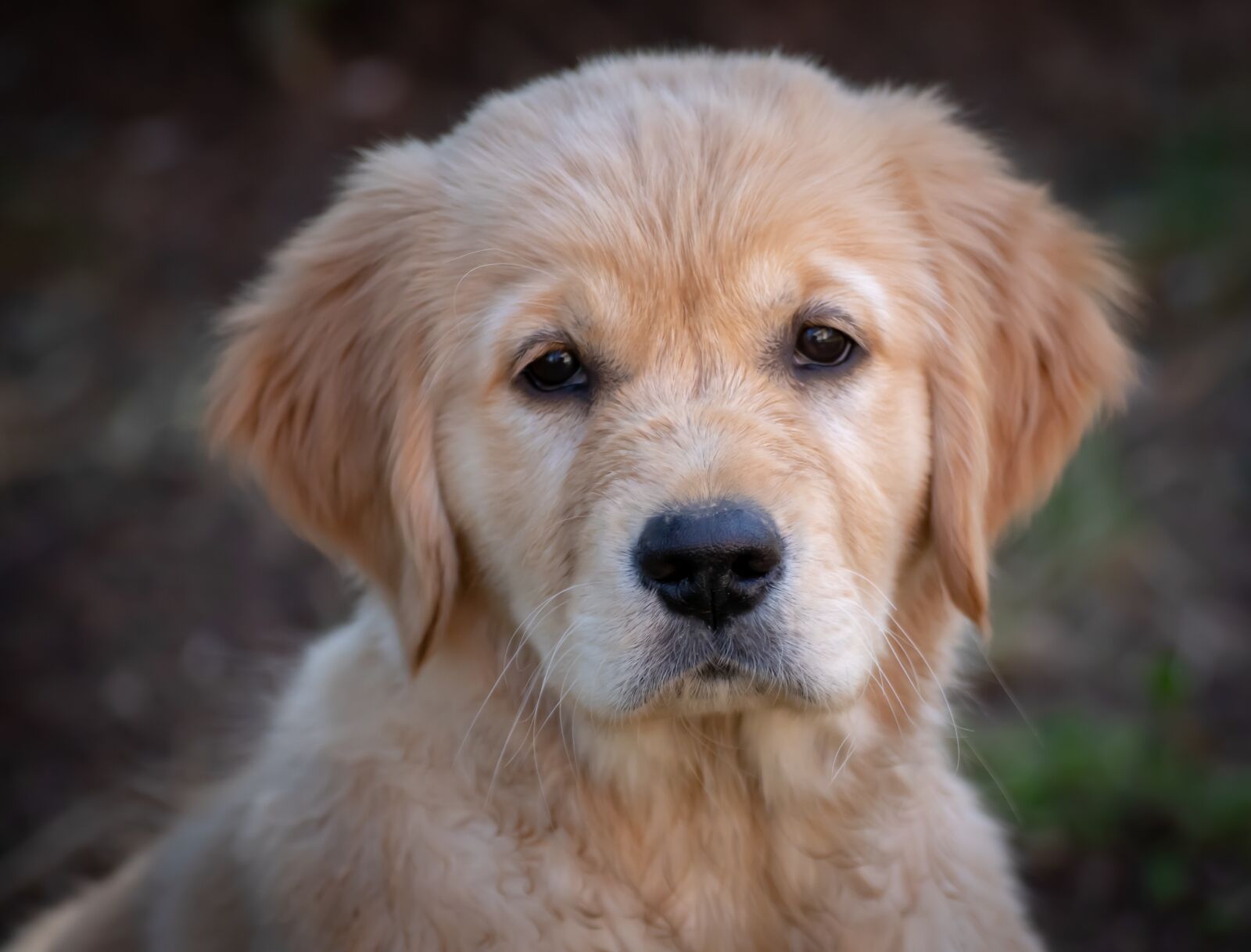 Canon EOS 200D (EOS Rebel SL2 / EOS Kiss X9) sample photo. Dog, puppy, golden retriever photography