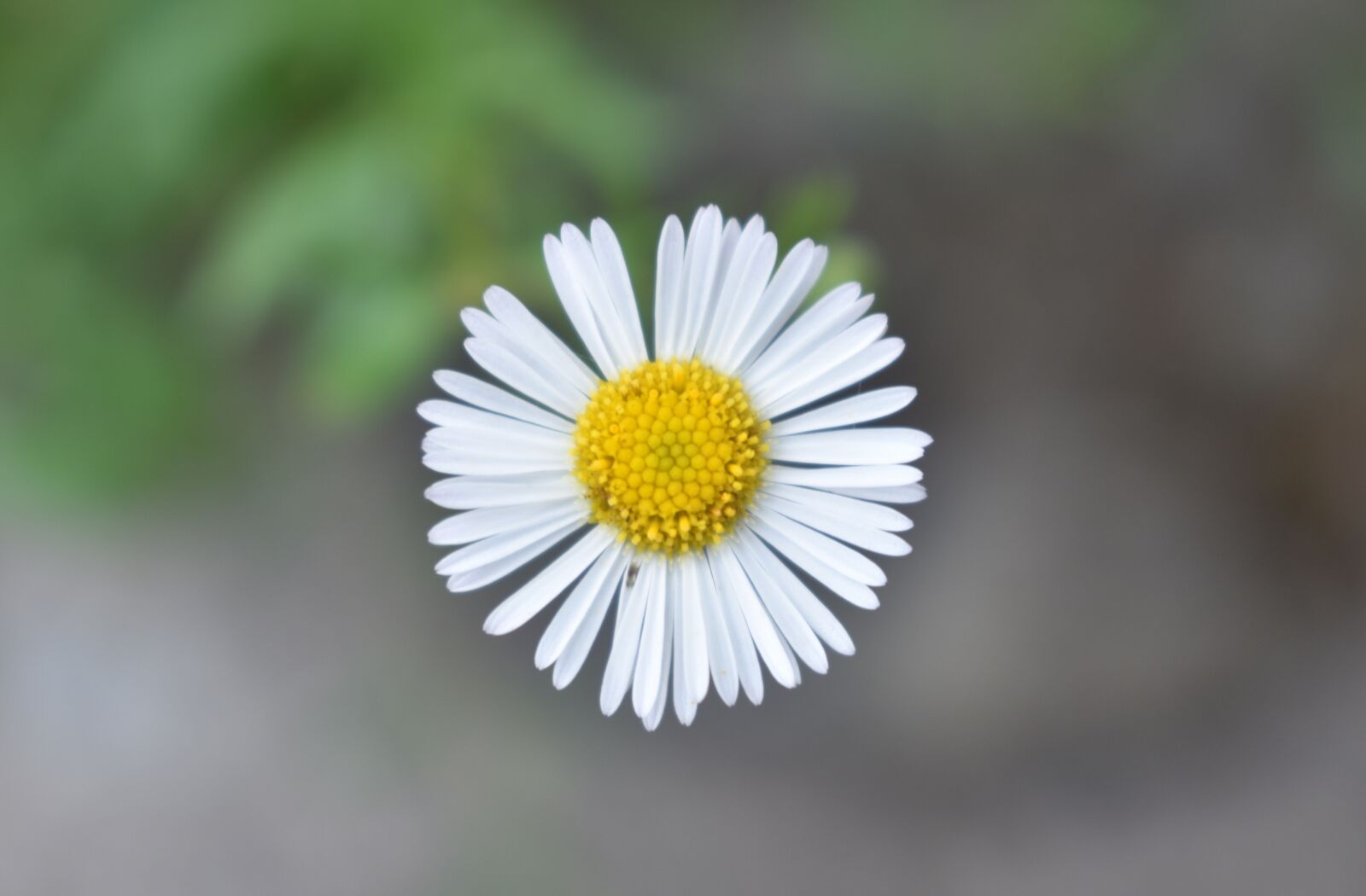 Nikon D3400 sample photo. Flower, white flower, wild photography