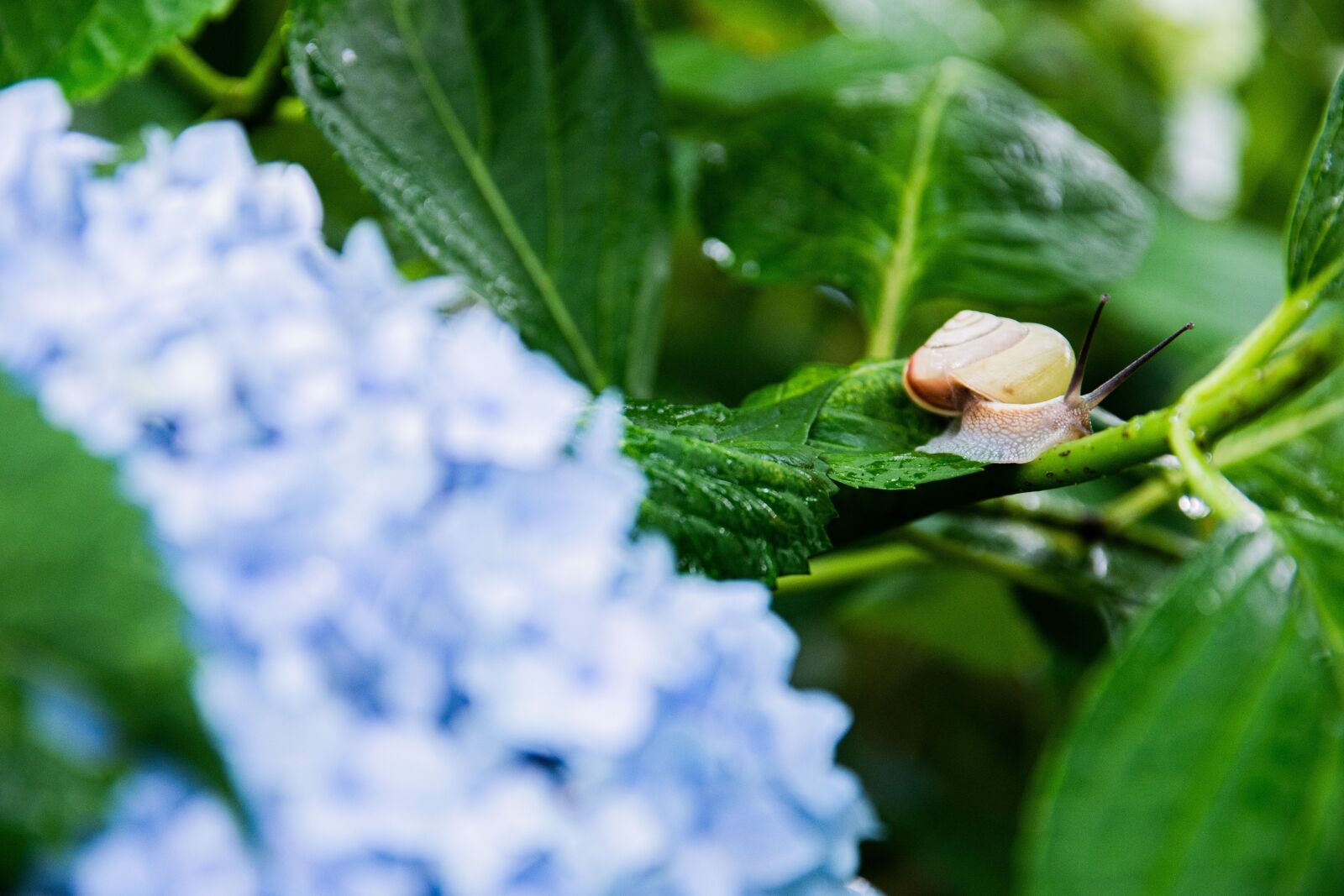 Nikon D7200 sample photo. It, morning glory, green photography