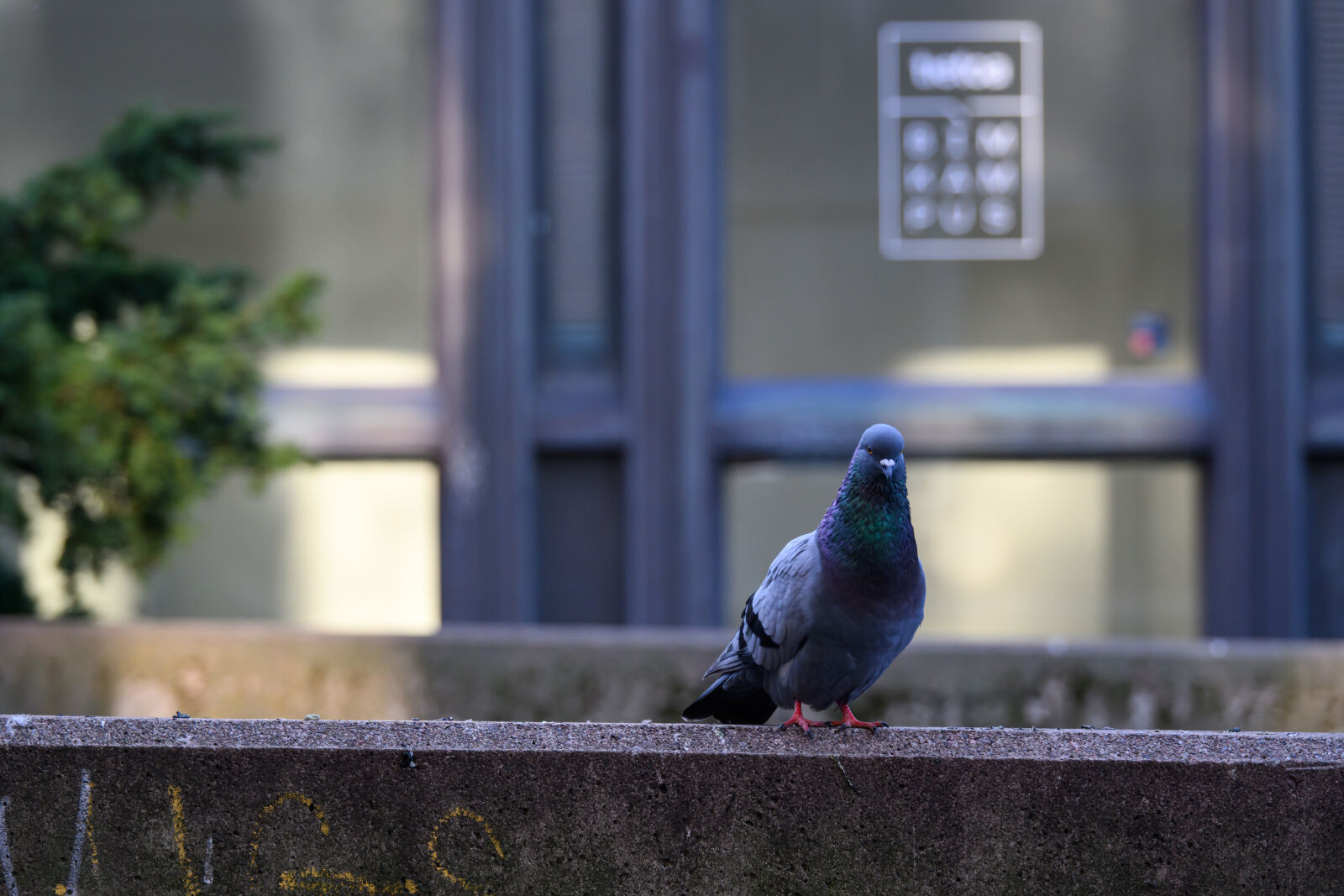Nikon Nikkor Z 28-400mm F4-8 VR sample photo. Pigeon waiting photography