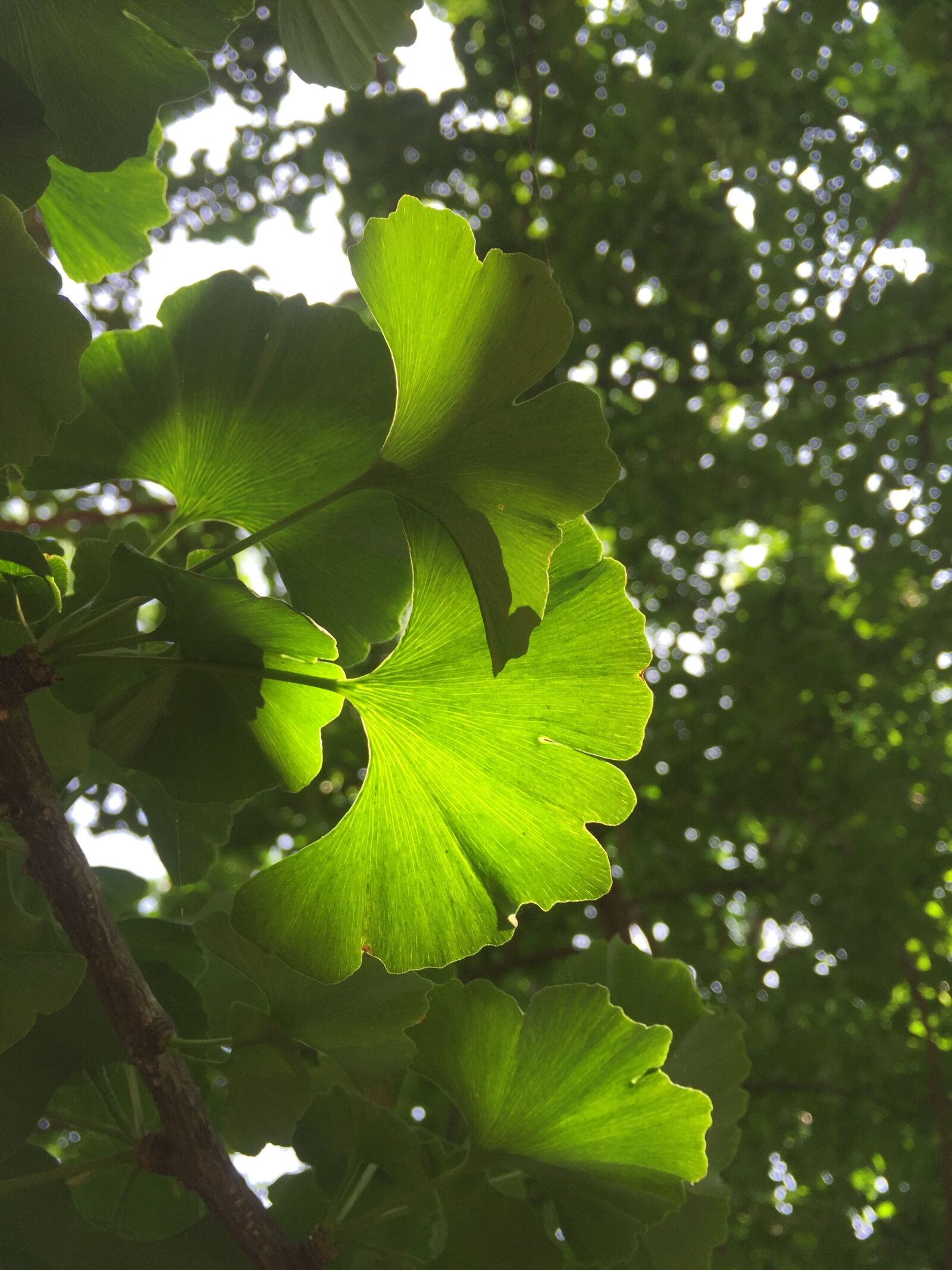Apple iPhone 6 sample photo. The leaves, plant, ginkgo photography