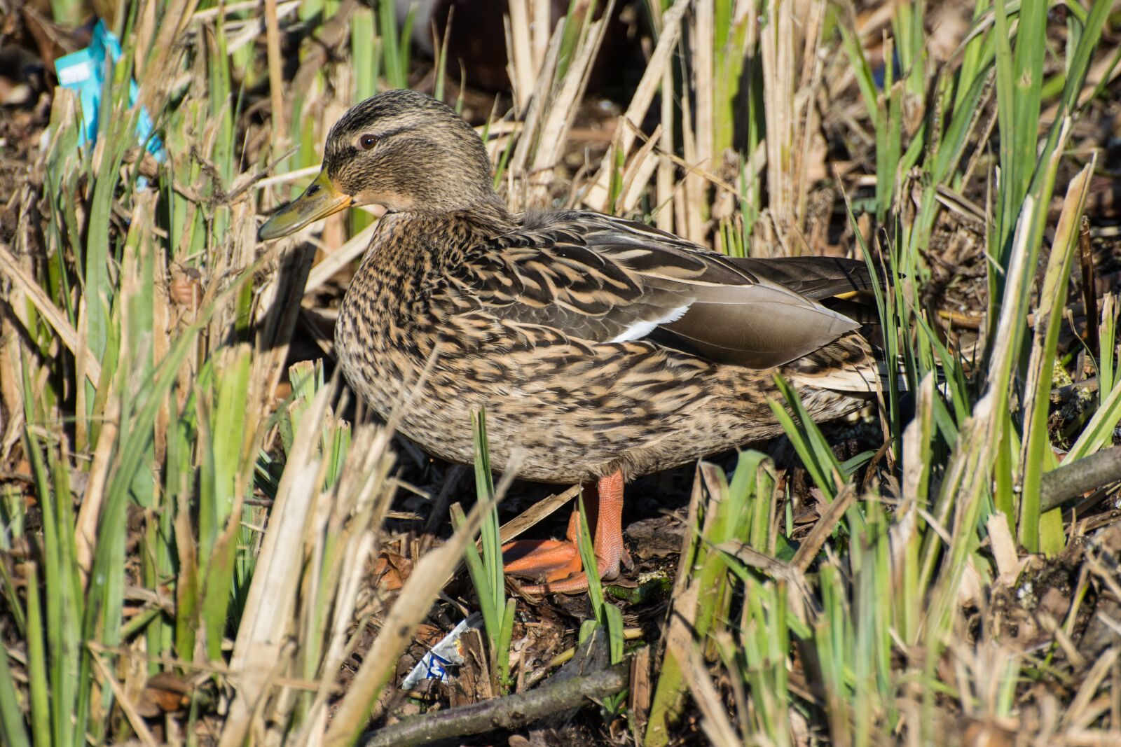 Nikon D5300 sample photo. Duck, female, water bird photography