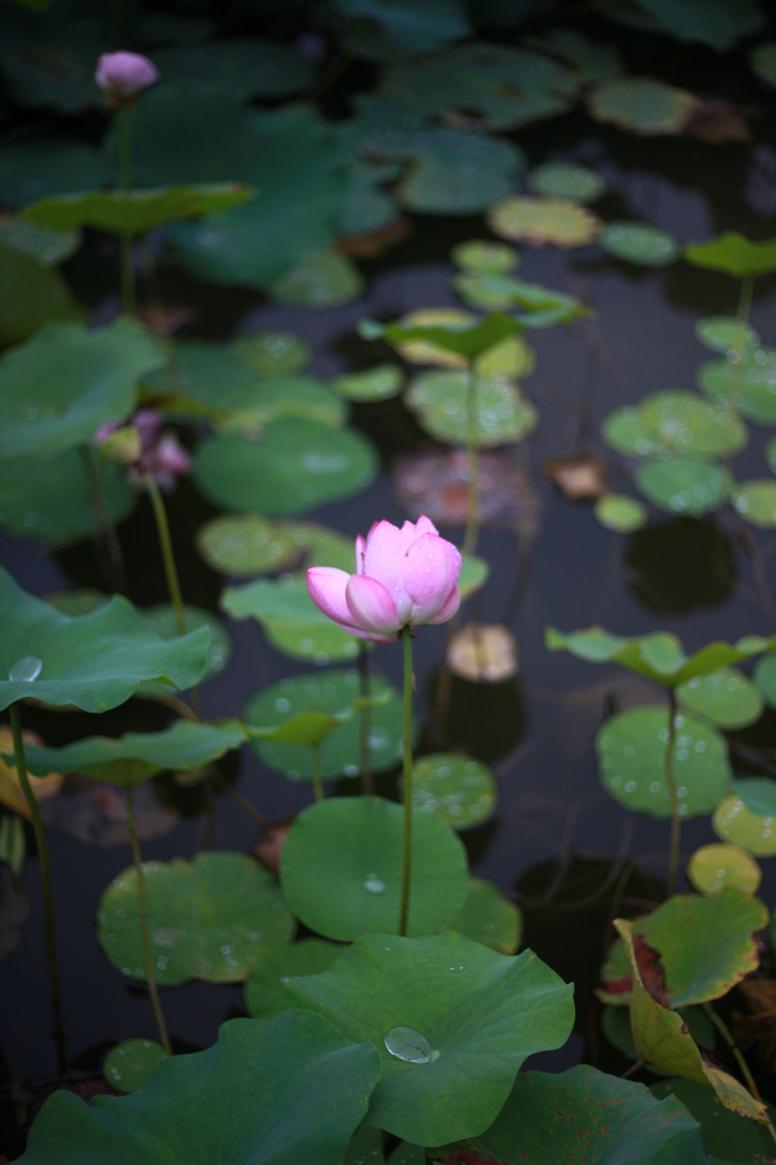 Canon EOS 5D Mark II sample photo. Lotus, pond, leaves photography