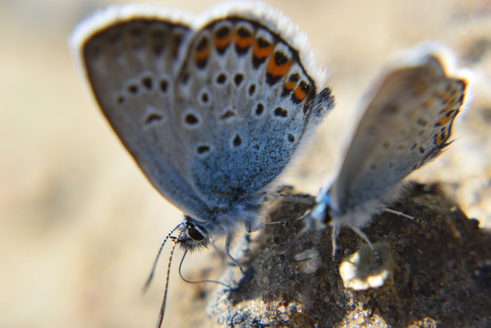 Nikon D3300 sample photo. Butterfly, insect, macro photography