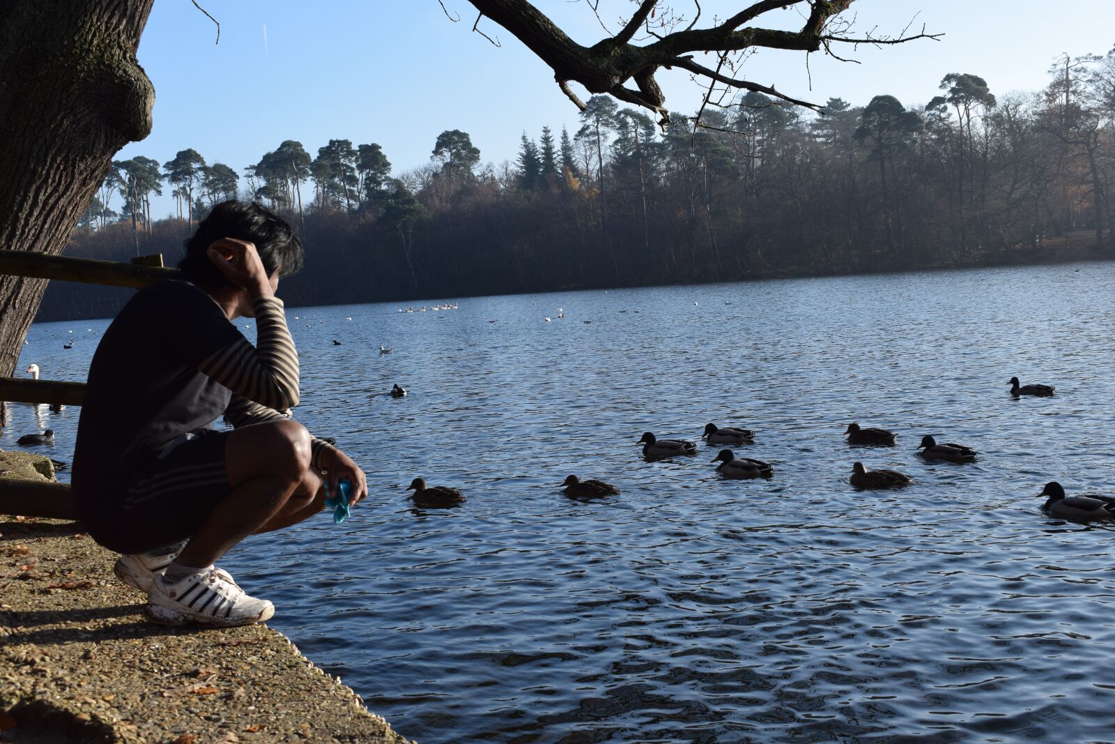Nikon D3300 sample photo. Black park, black park photography