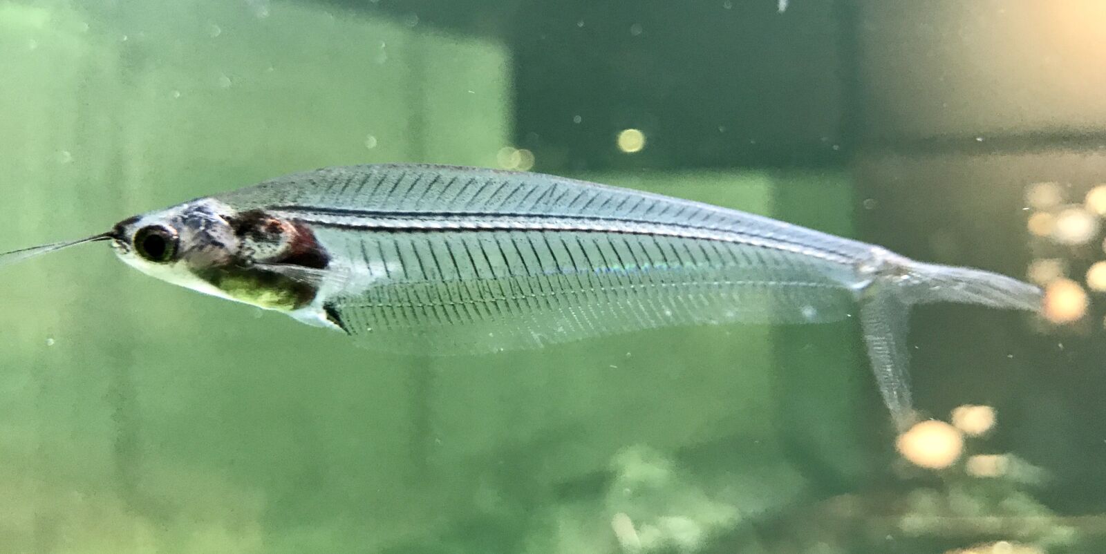 iPhone 7 back camera 3.99mm f/1.8 sample photo. Fish, transparent, aquarium photography