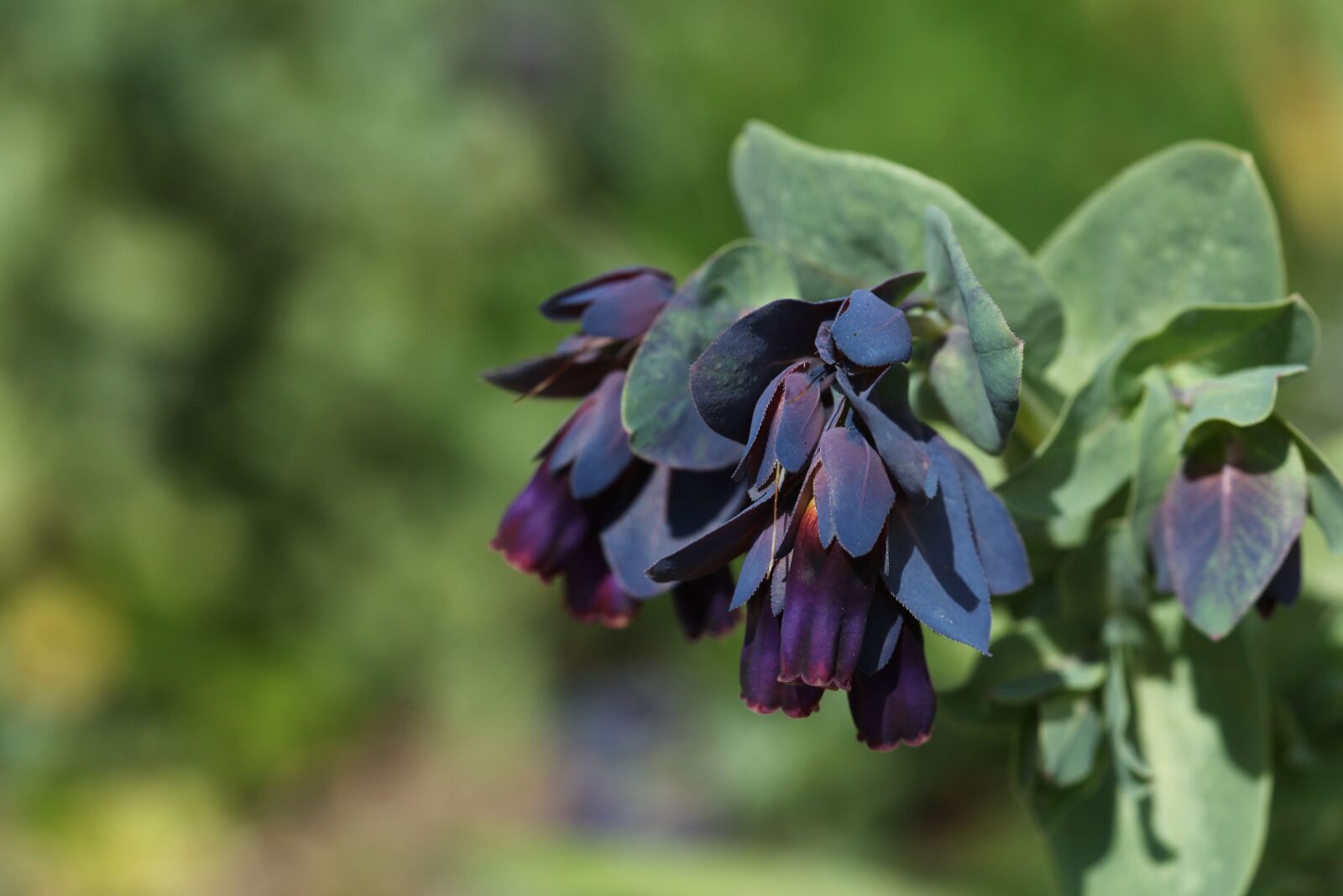 Canon EOS 5D Mark II sample photo. Lockdown, gardening, cerinthe photography
