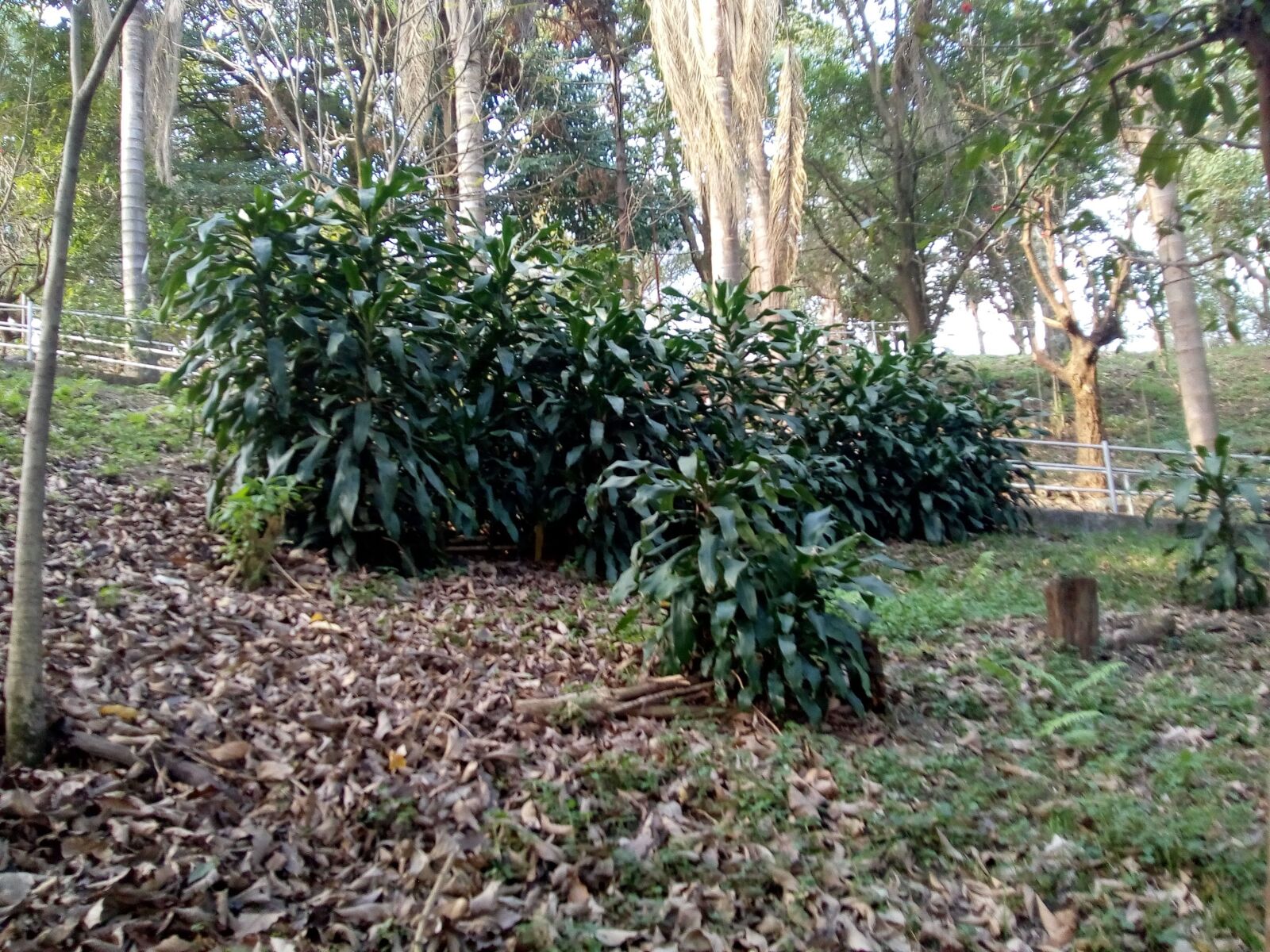 Motorola Moto C Plus sample photo. Verde, planta, gramando photography