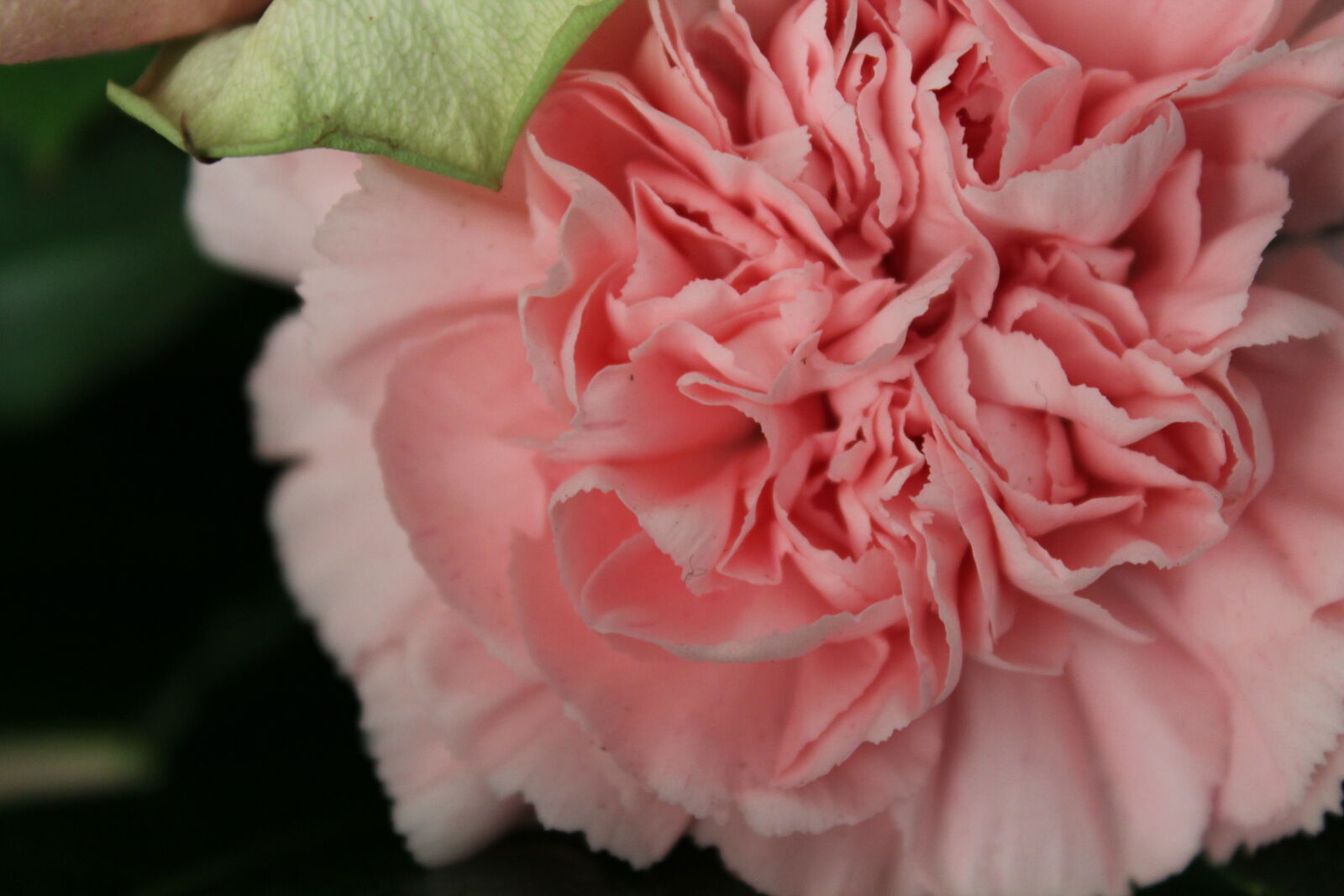 Canon EOS 1100D (EOS Rebel T3 / EOS Kiss X50) sample photo. Flower, flowers, leaves, pink photography
