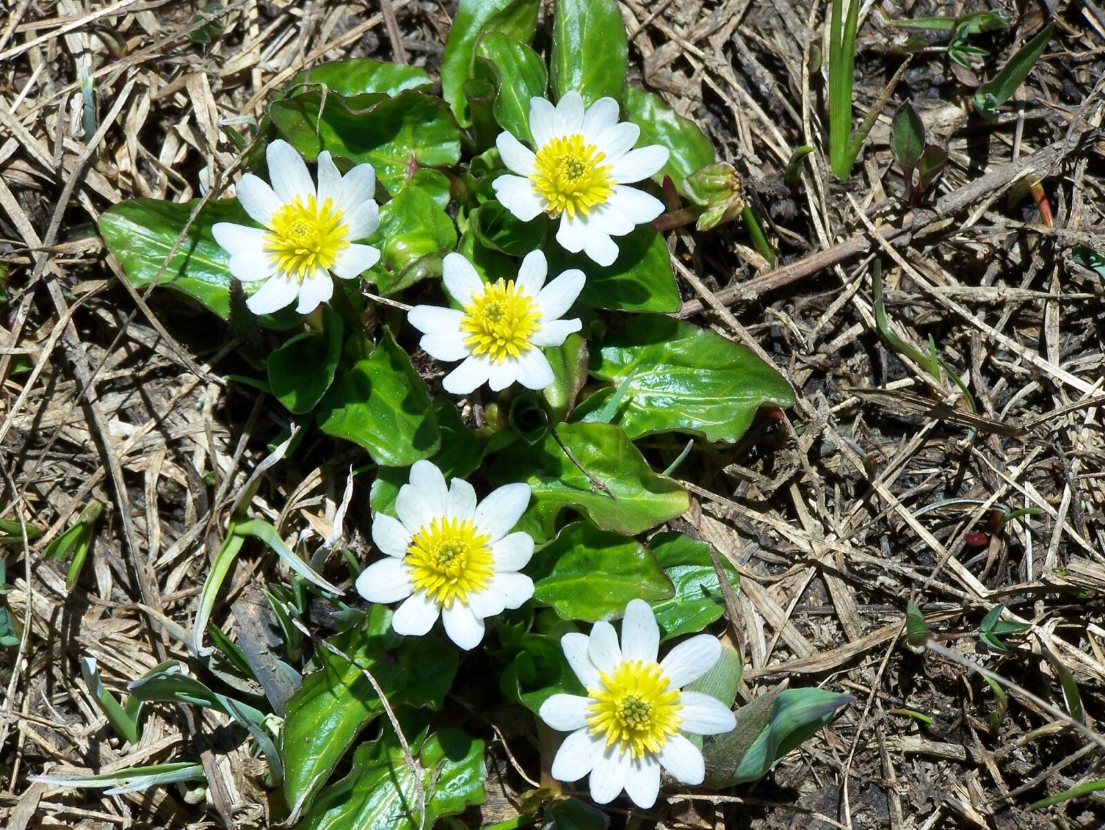 Kodak Z650 ZOOM DIGITAL CAMERA sample photo. Marsh marigold, flowers, floral photography