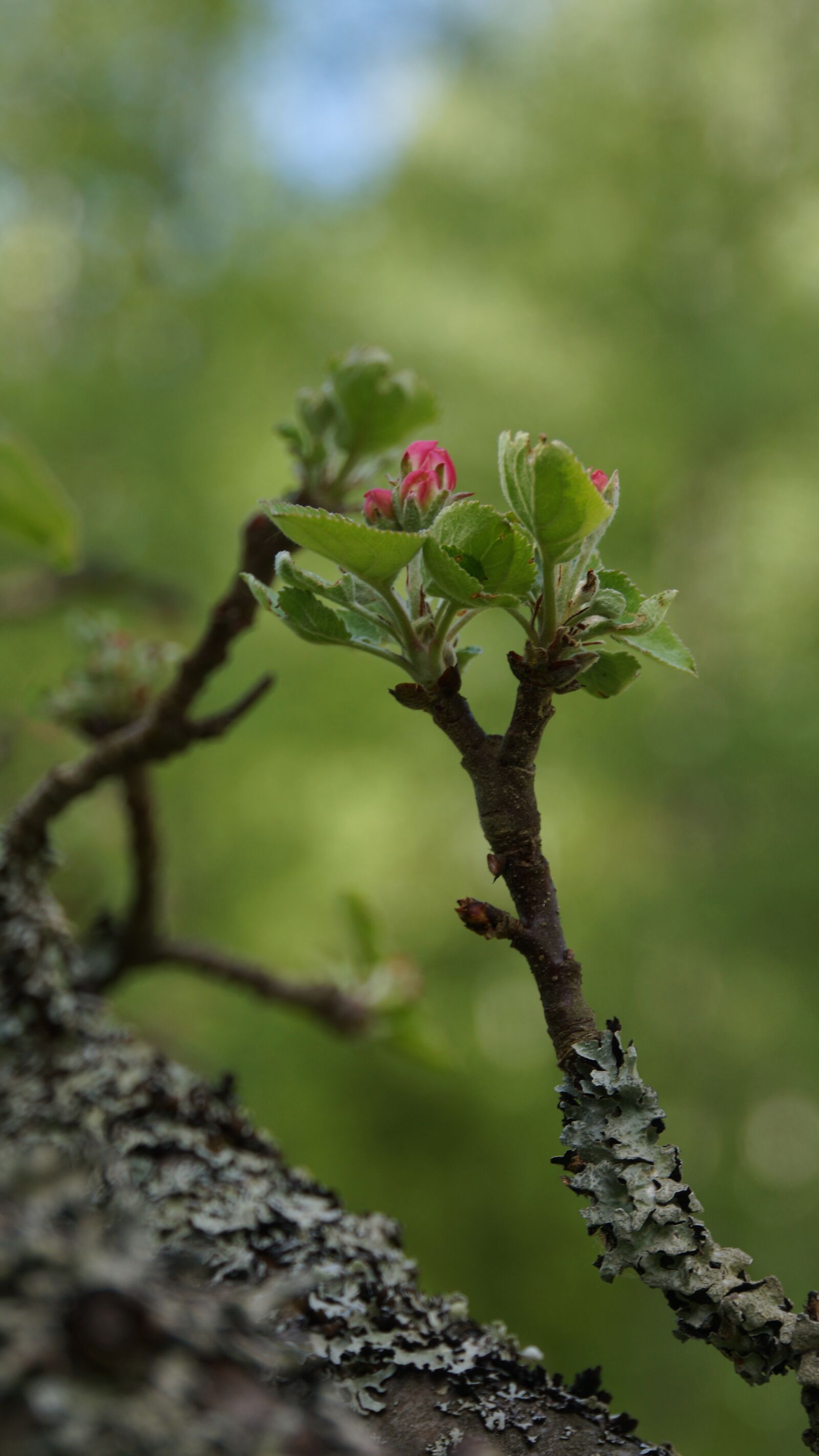 Sony Alpha NEX-7 sample photo. Bud, apple tree, spring photography