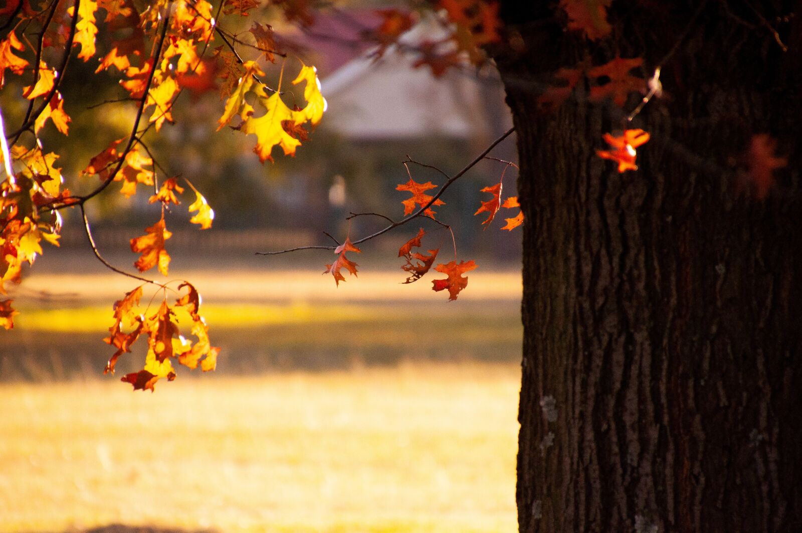 Nikon D90 sample photo. Autumn, tree, autumnal photography