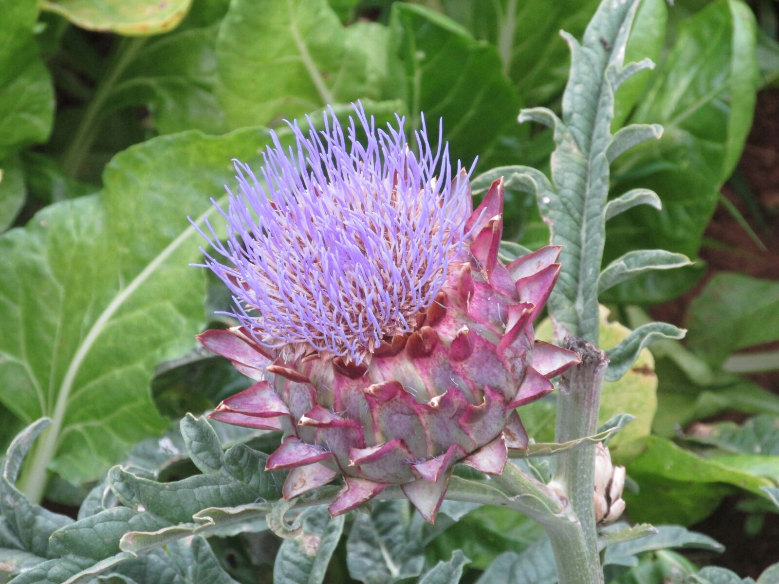 Canon PowerShot SX160 IS sample photo. Flower, purple, green photography