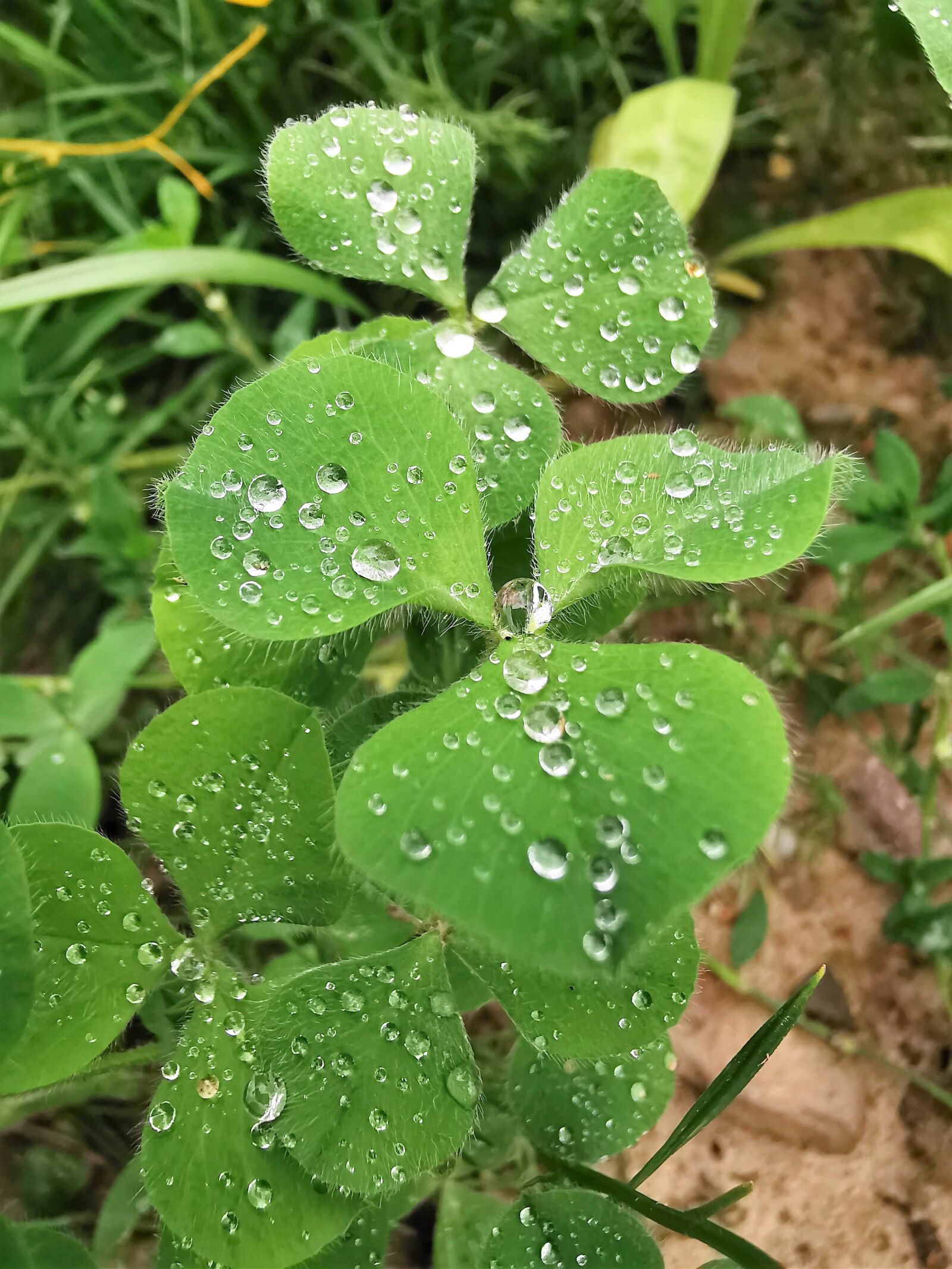 HUAWEI VOG-L29 sample photo