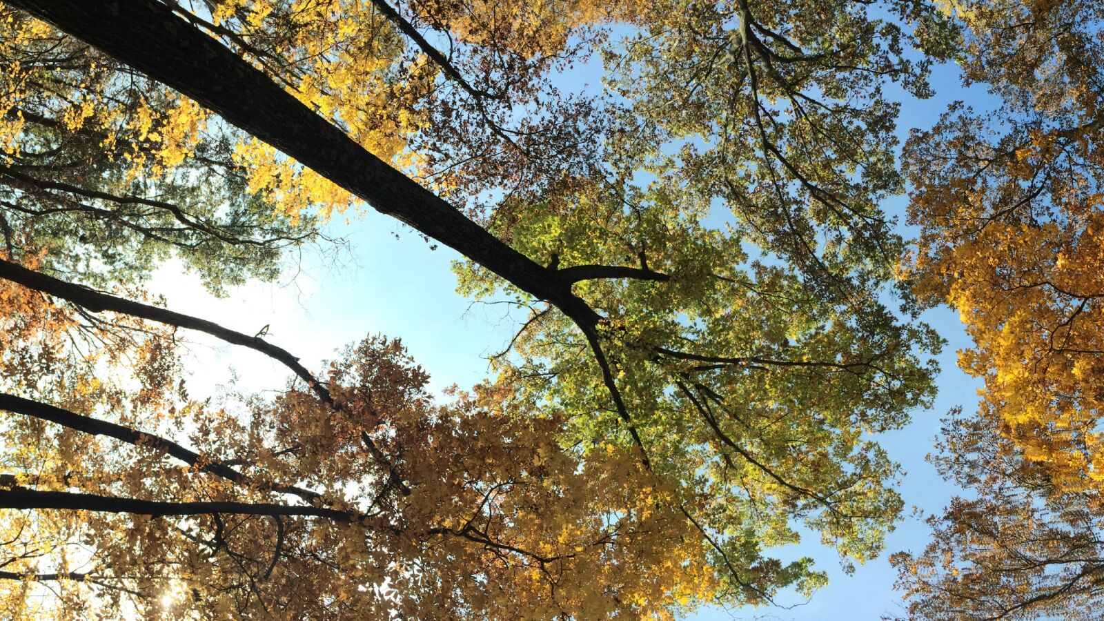 Apple iPhone 6 sample photo. Autumn, fall, trees photography