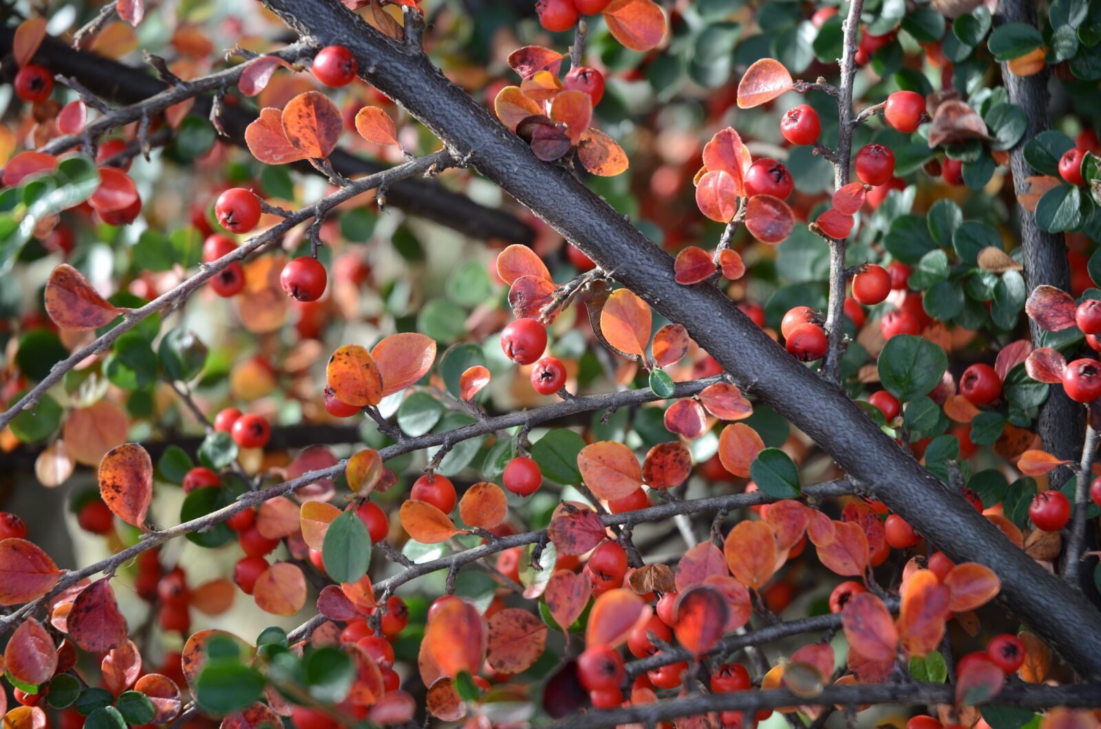 Nikon D7000 sample photo. Cotoneaster, berry, autumn photography