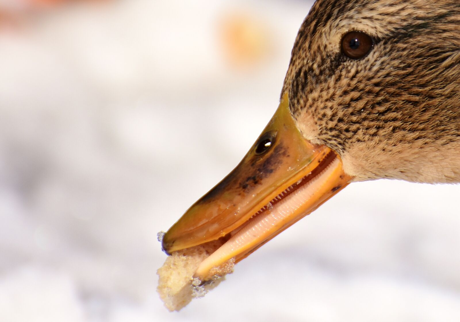 Nikon D7200 sample photo. Duck, mallard, eat photography