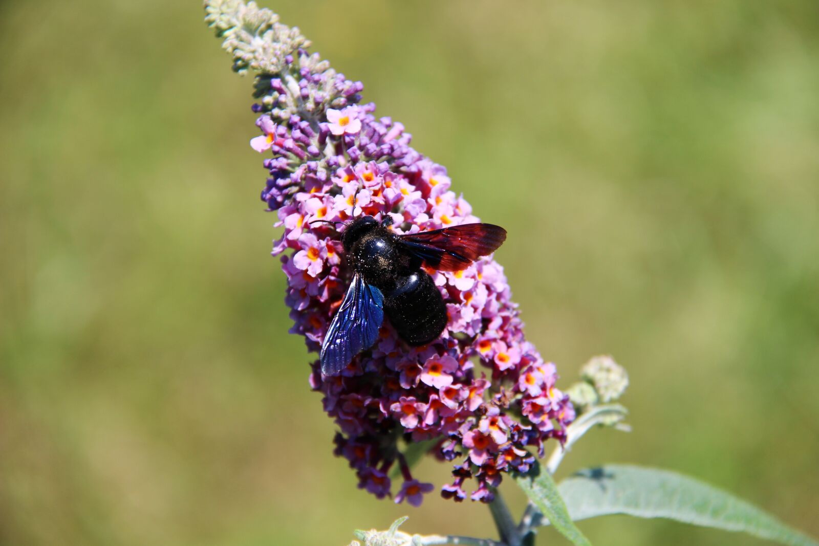 Canon EF-S 18-200mm F3.5-5.6 IS sample photo. Carpenter bee, insect, flower photography