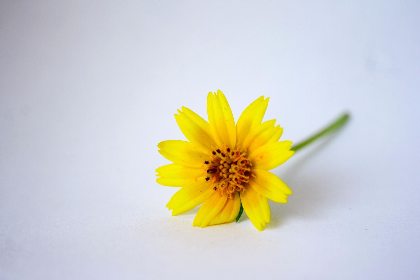 Canon EOS 1000D (EOS Digital Rebel XS / EOS Kiss F) sample photo. Yellow, flower, sunflower, spring photography