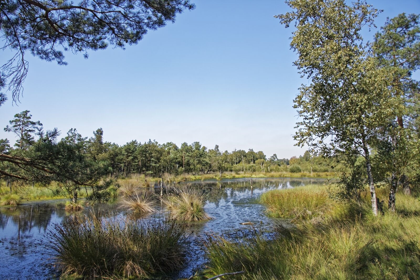 Nikon D500 sample photo. Germany, schneverdingen, pietz moor photography