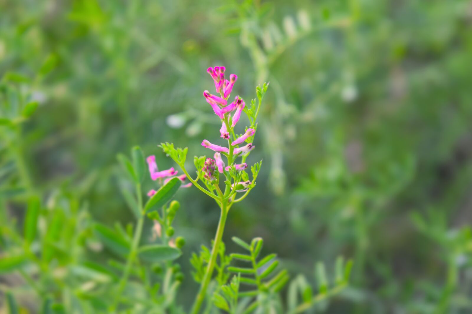 Nikon D5300 sample photo. Flower, green, nature photography