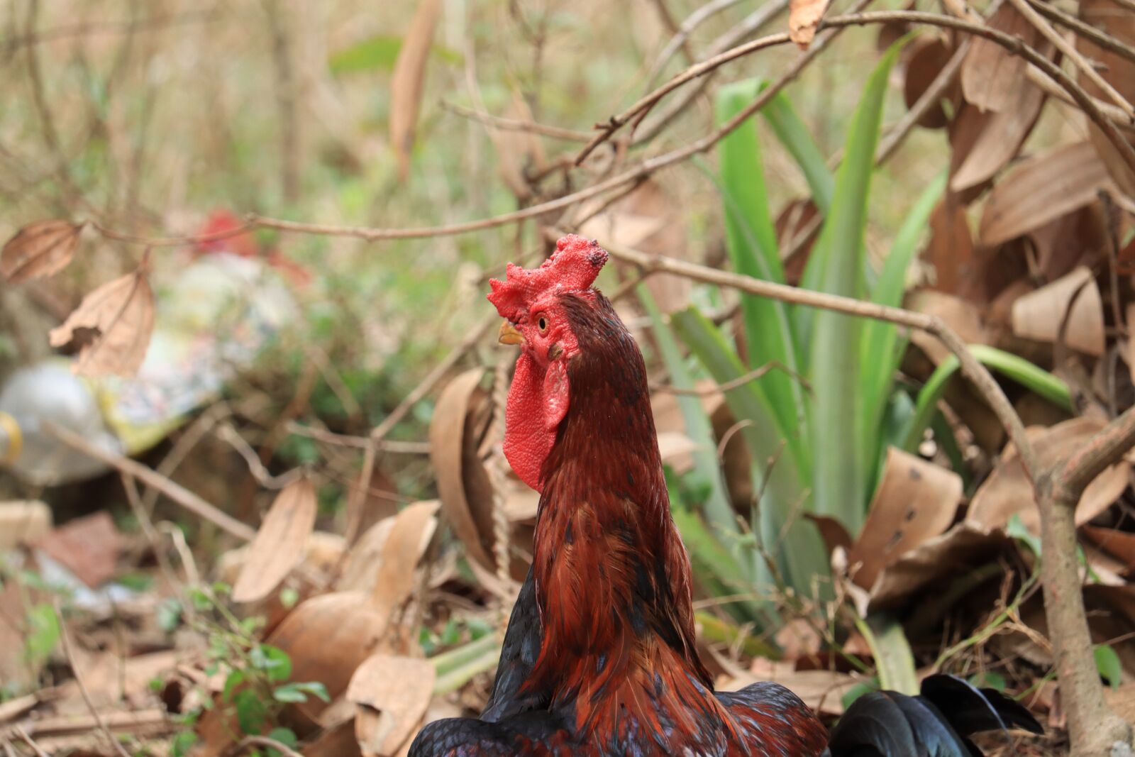 Canon EOS 250D (EOS Rebel SL3 / EOS Kiss X10 / EOS 200D II) sample photo. Hen, kerala, chicken photography
