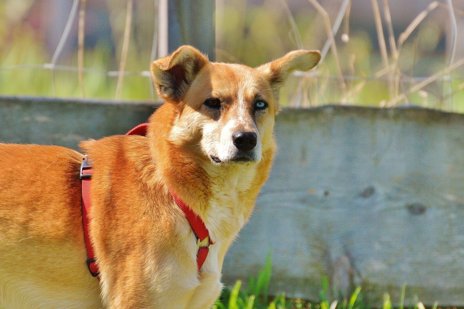 Nikon D3200 sample photo. Dog, animal, different eye photography