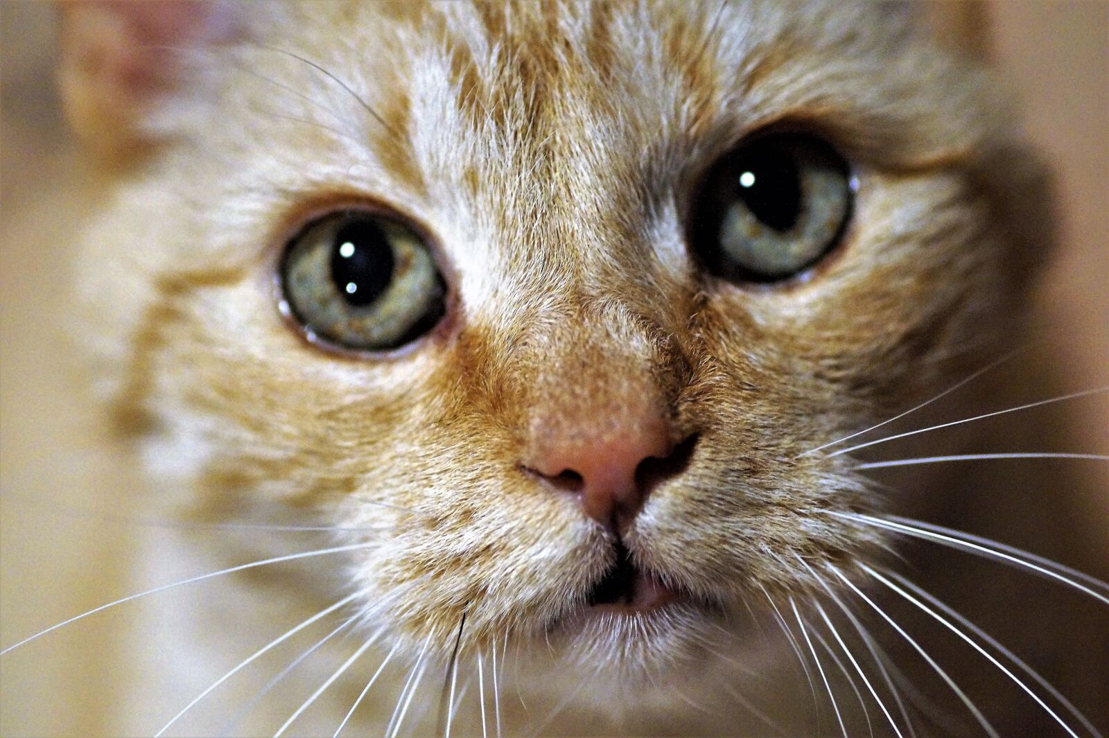 Sony SLT-A58 sample photo. Cat, catlike, eyes photography