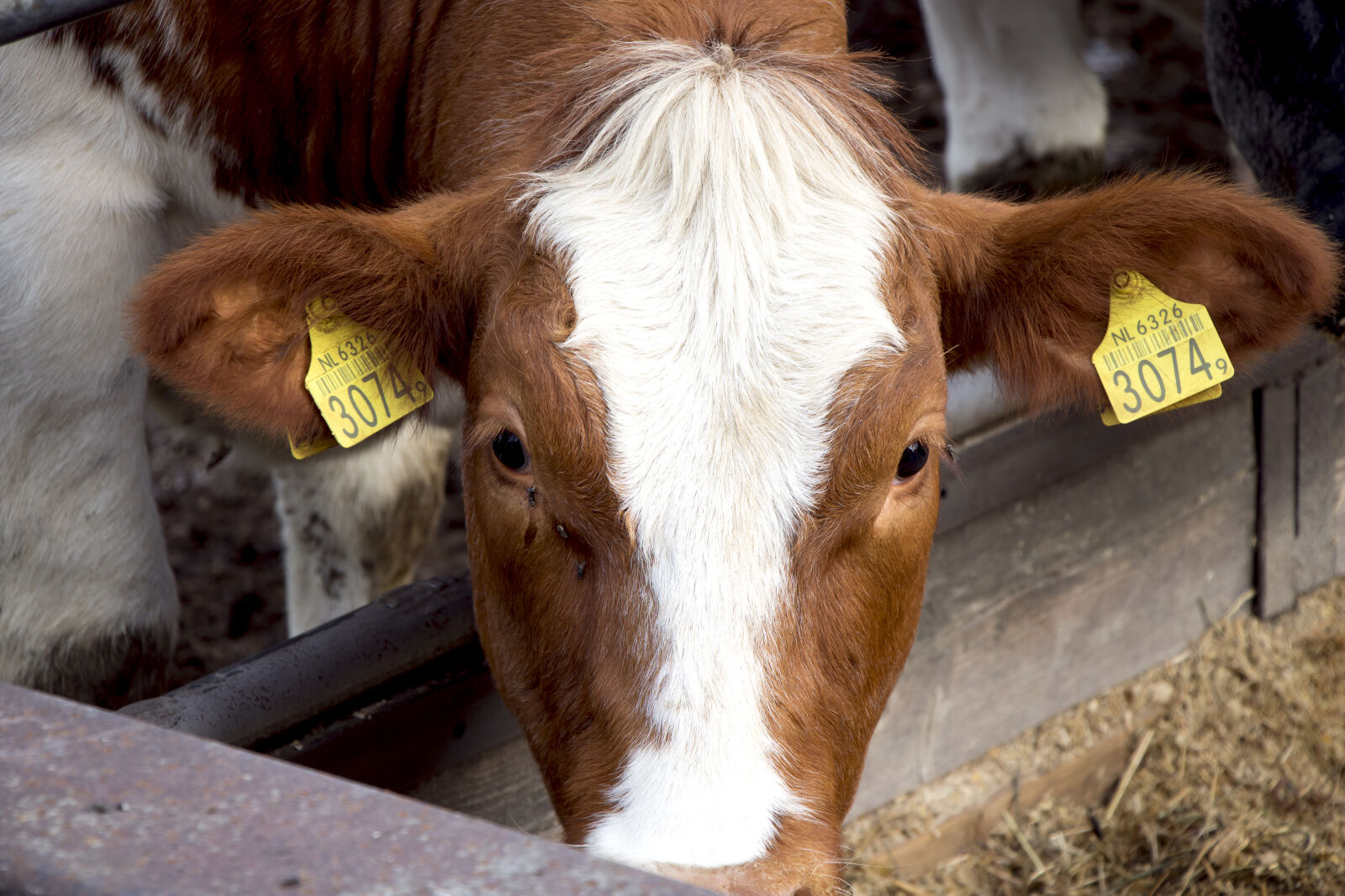 Canon EOS 750D (EOS Rebel T6i / EOS Kiss X8i) sample photo. Cow, dutch, ears, milk photography