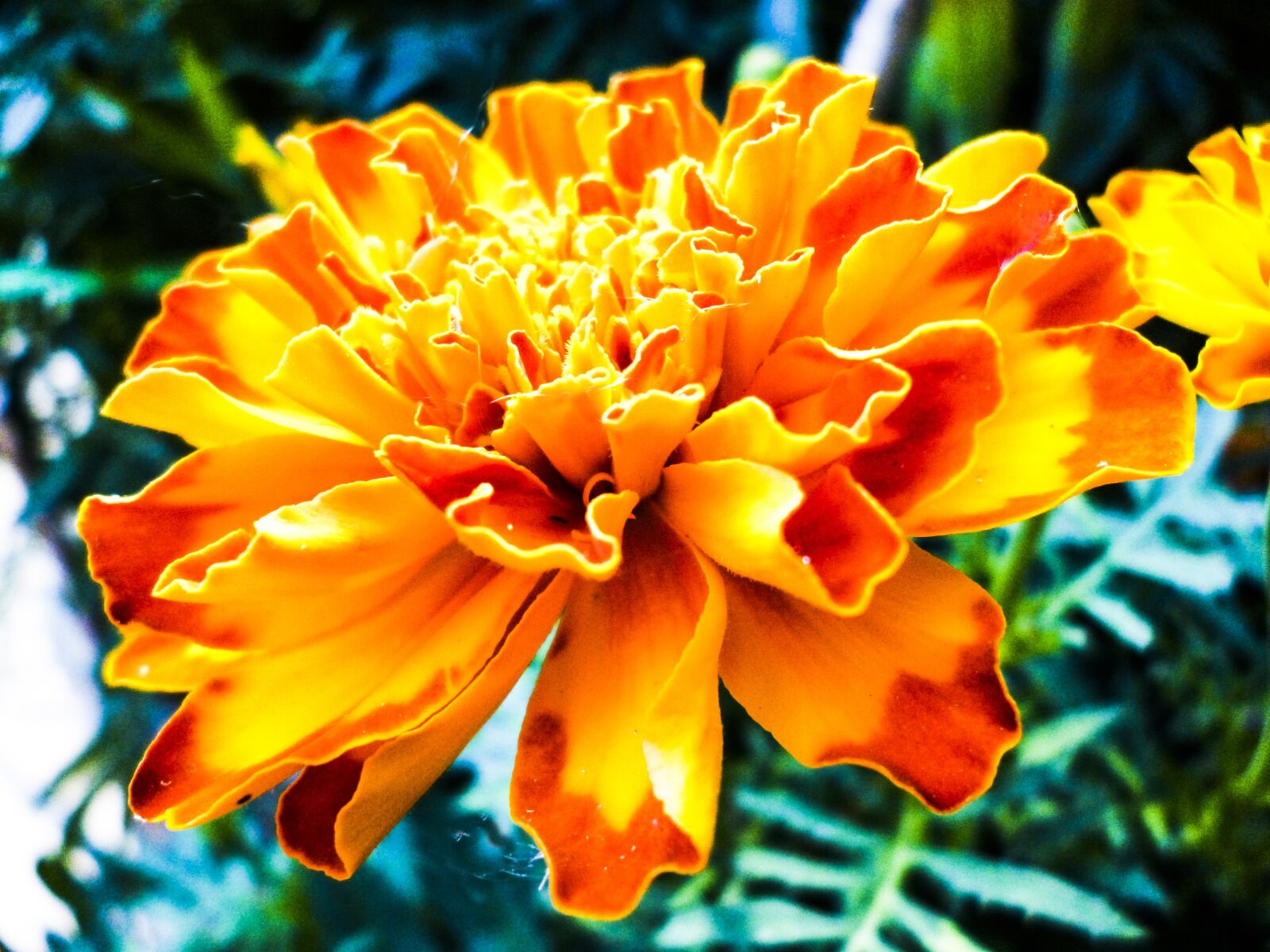 Panasonic DMC-S3 sample photo. Flower, orange, garden photography