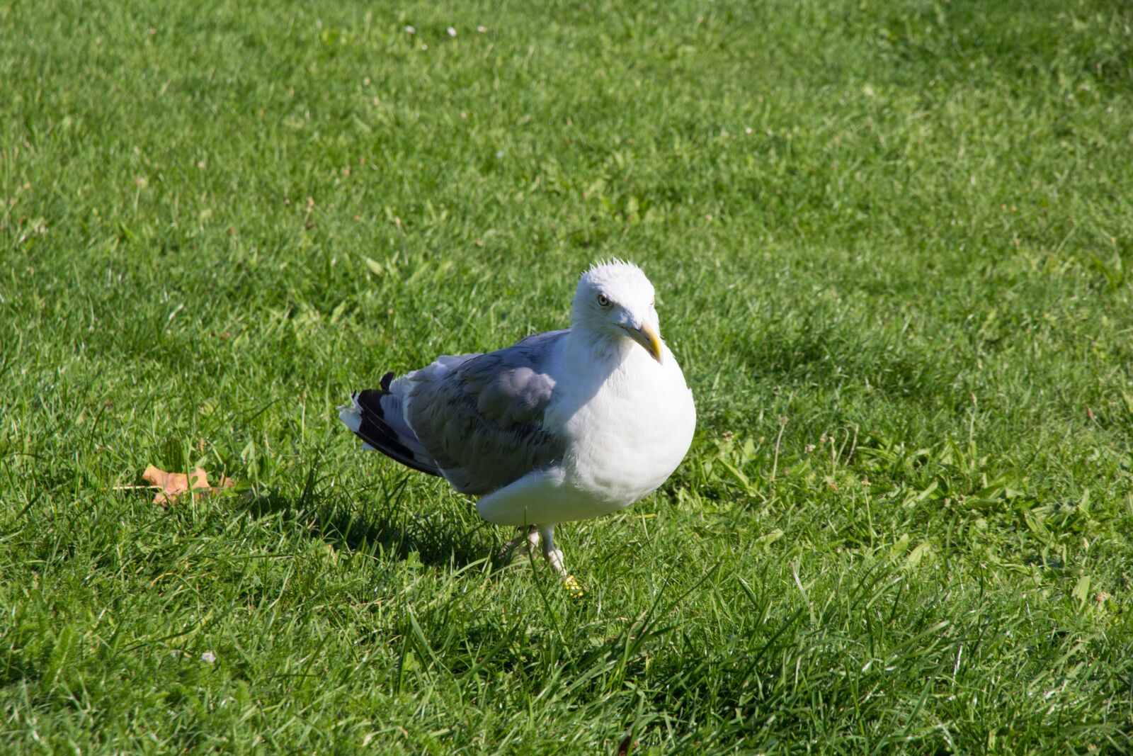 Canon EOS 600D (Rebel EOS T3i / EOS Kiss X5) sample photo. Seagull, bird, white photography