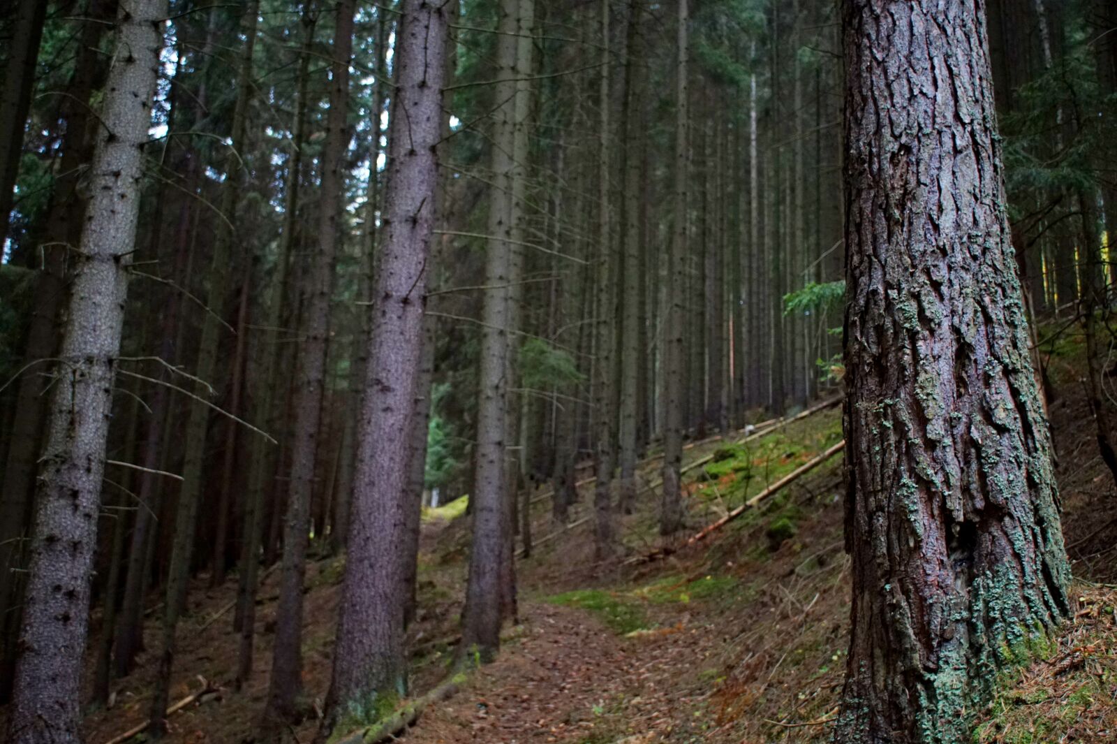 Sony Alpha a5000 (ILCE 5000) sample photo. Forest, path, away photography