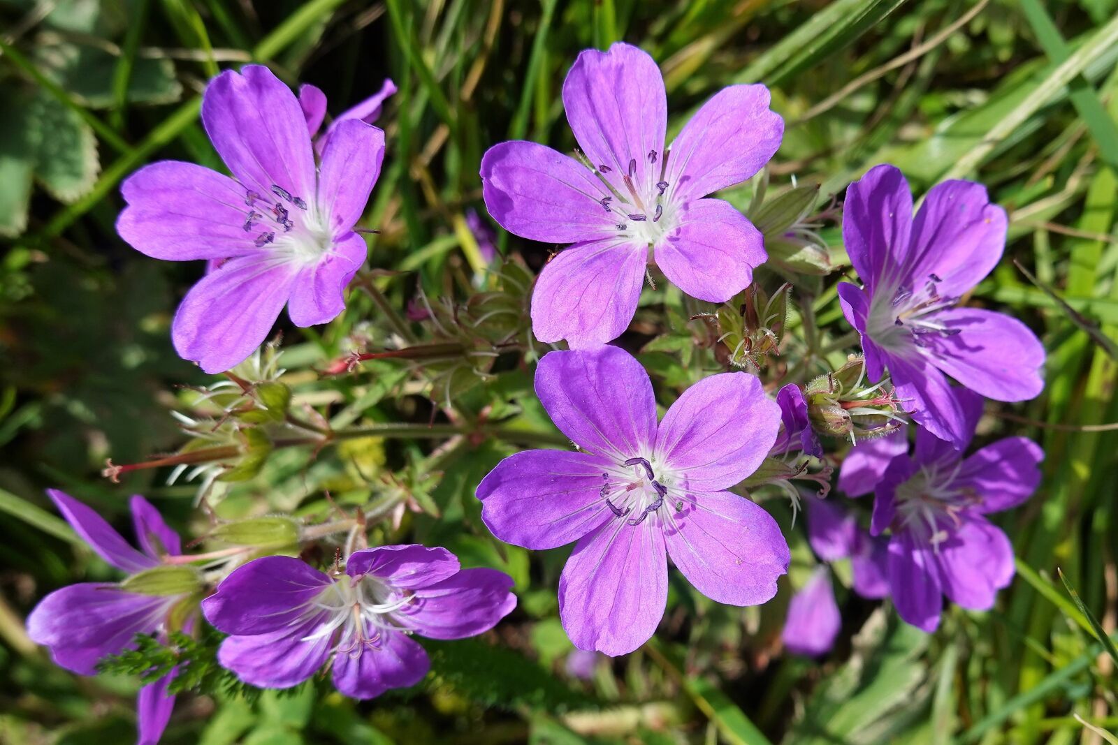 Sony DSC-RX100M7 sample photo. Flowers, nature, petals photography