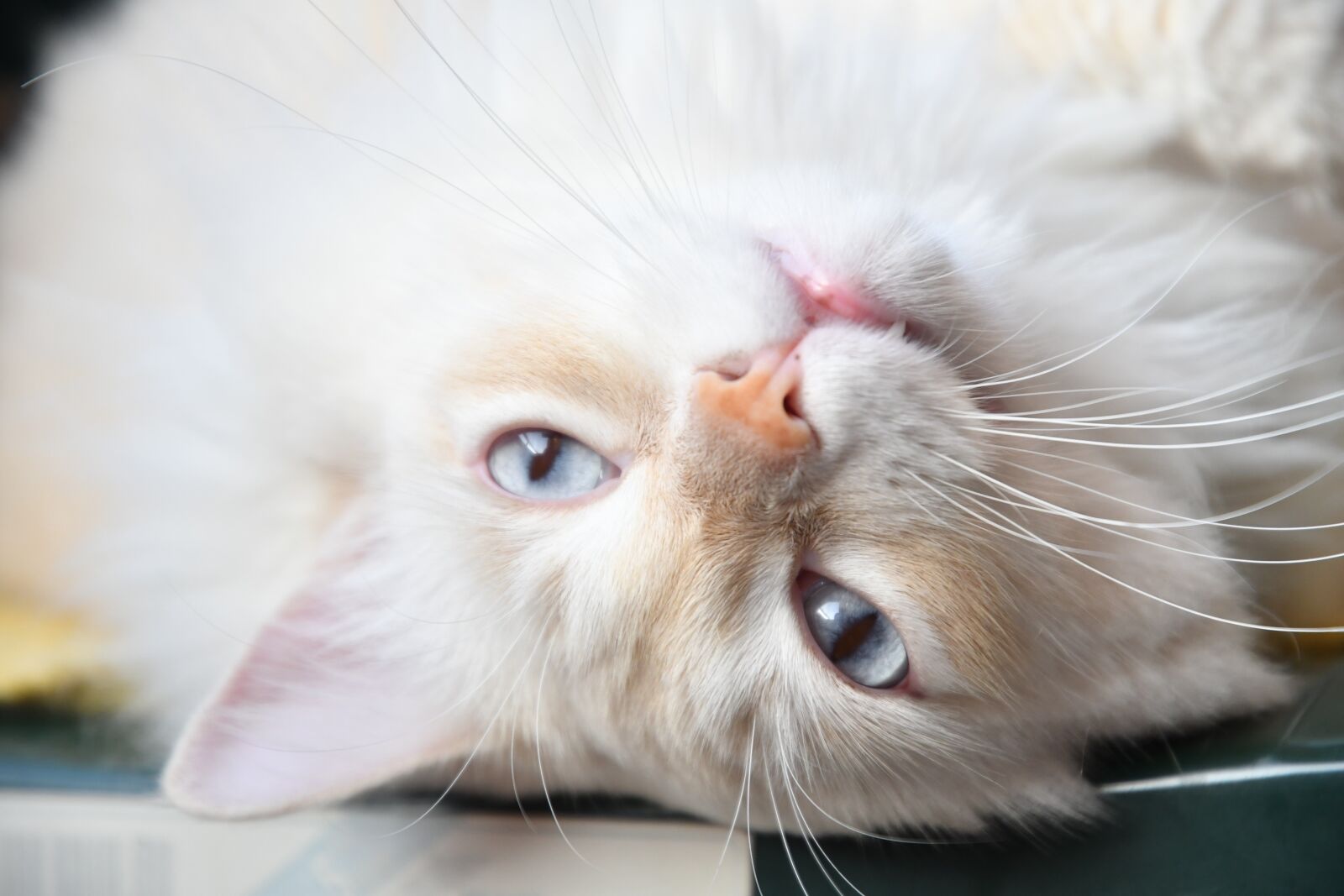 Nikon D500 sample photo. White cat, animal, funny photography
