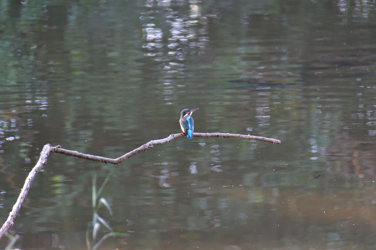 Nikon D500 sample photo. Waters, pond, reflection photography