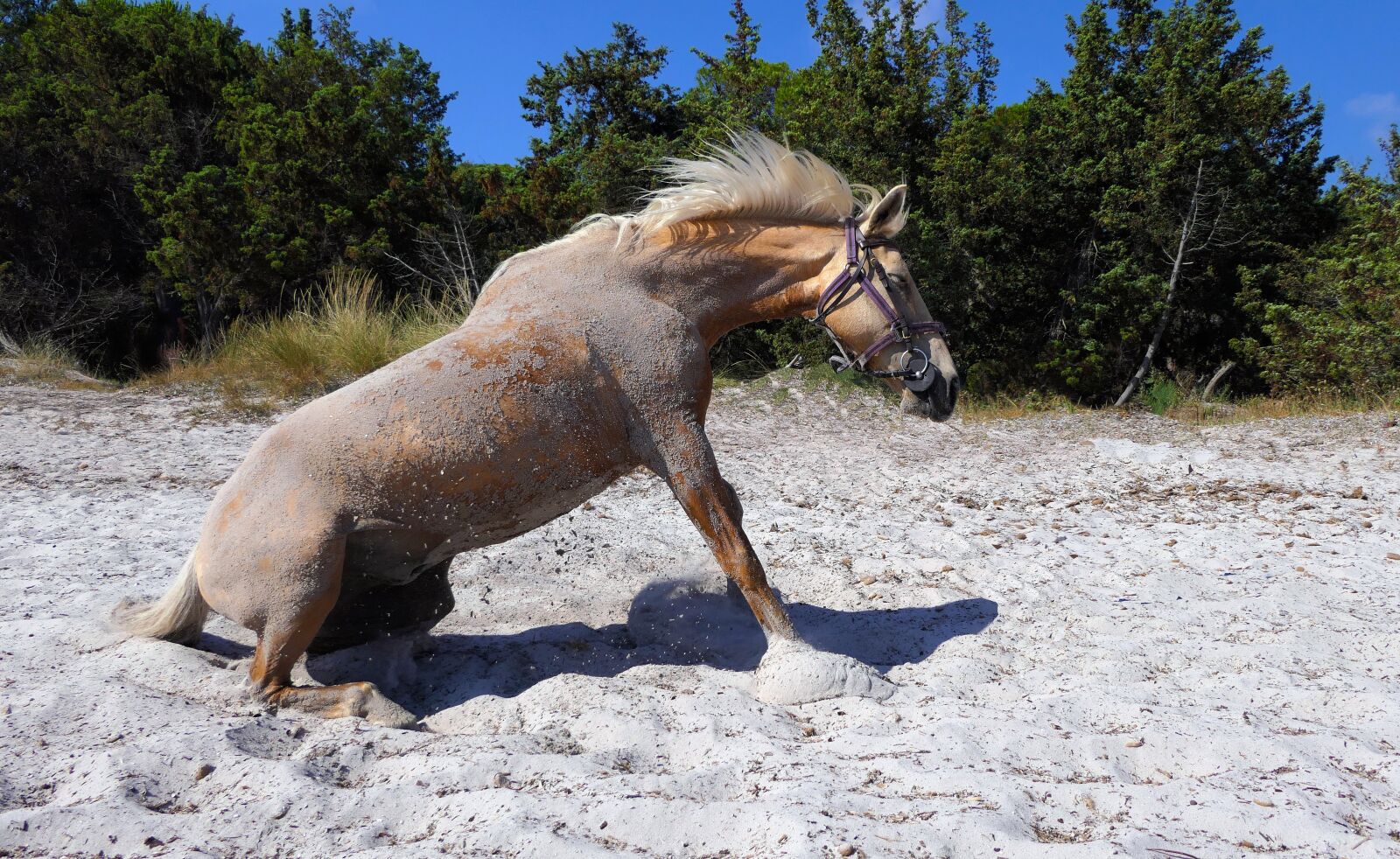 Panasonic Lumix DMC-FZ2500 (Lumix DMC-FZ2000) sample photo. Horse, beach, sitting photography