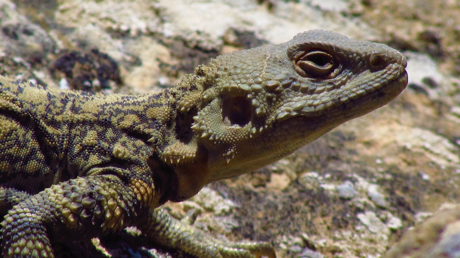 Canon PowerShot SX510 HS sample photo. Nature, reptiles, animals photography