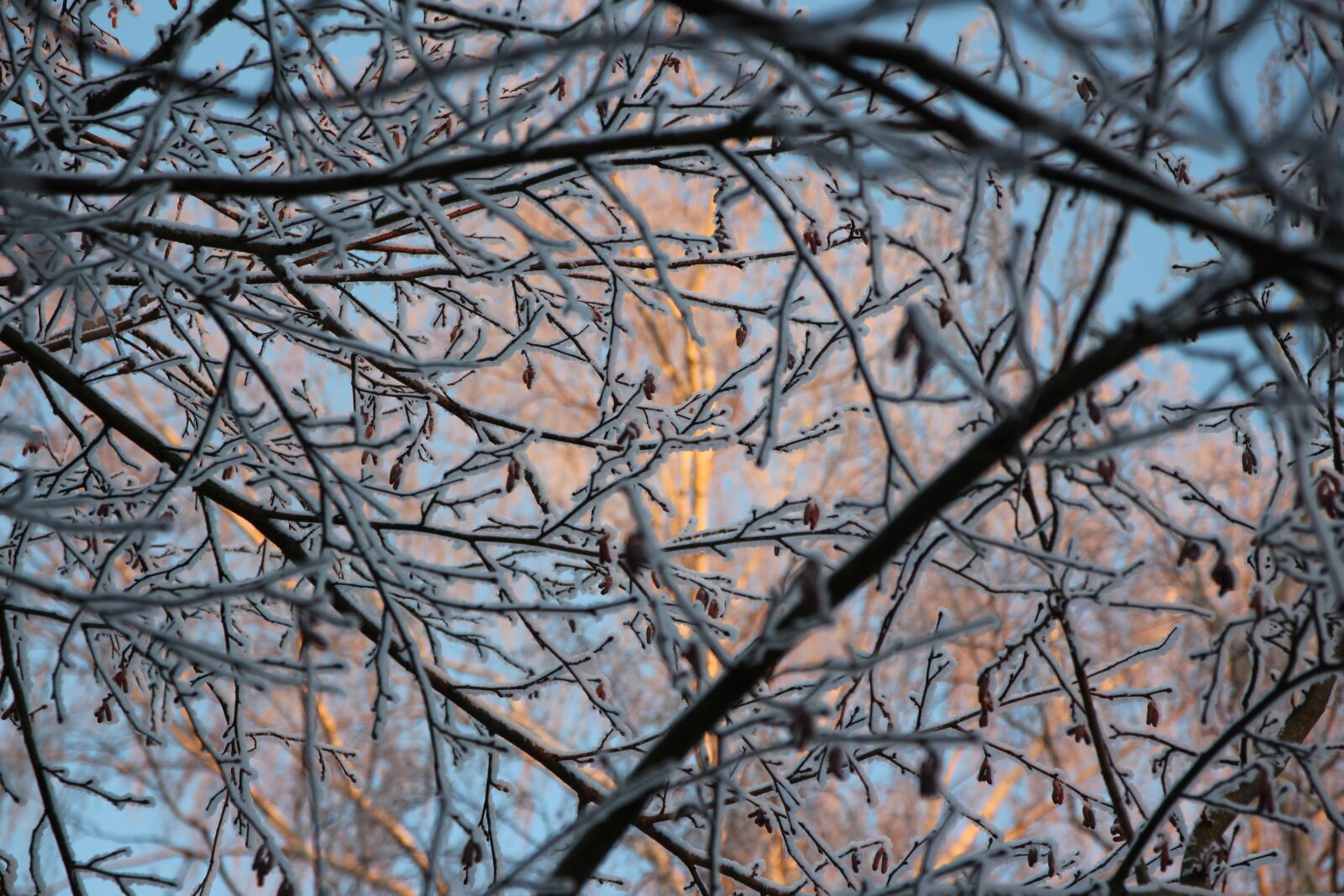 Canon EOS 650D (EOS Rebel T4i / EOS Kiss X6i) sample photo. Branch, blue, snow photography