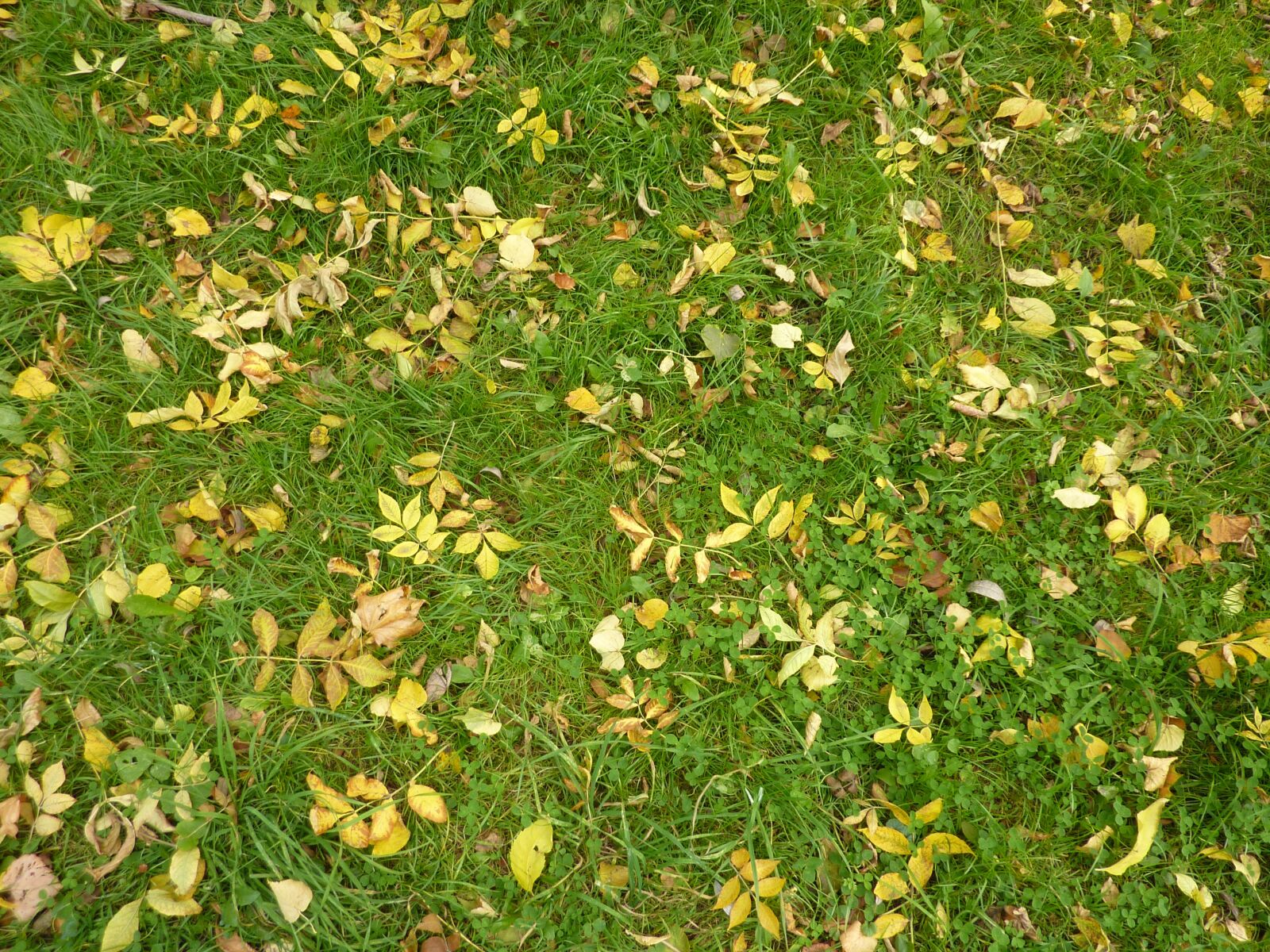 Panasonic Lumix DMC-ZS1 (Lumix DMC-TZ6) sample photo. Leaves, grass, autumn photography