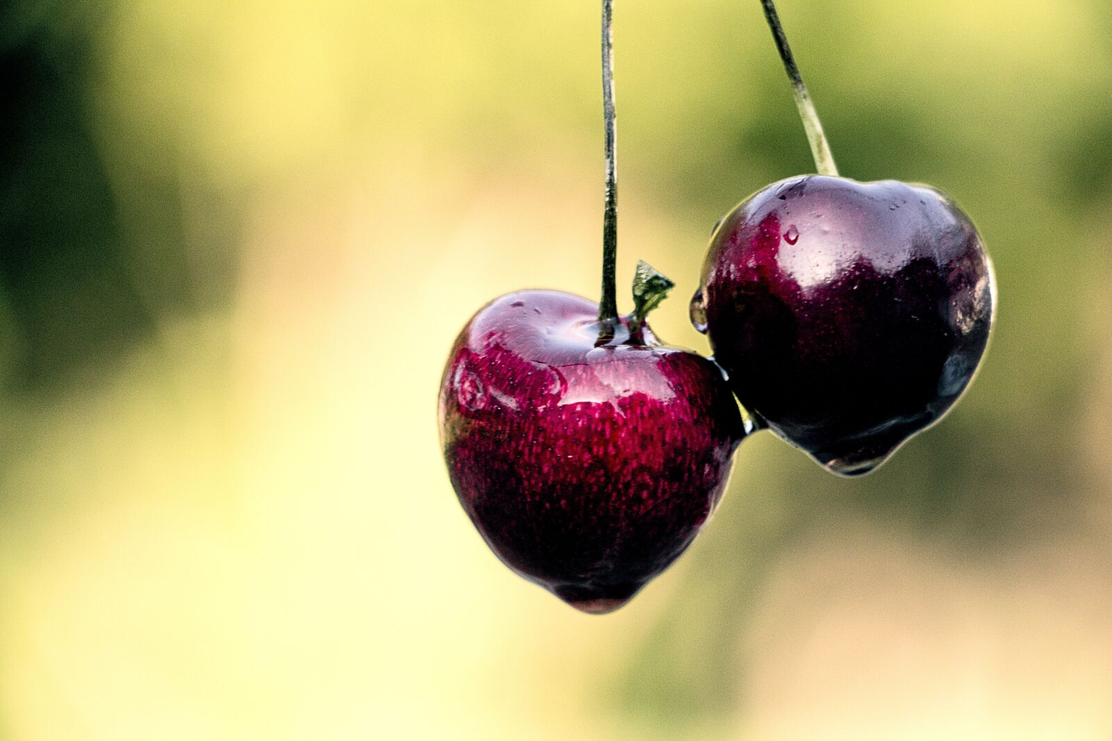 Canon EOS 650D (EOS Rebel T4i / EOS Kiss X6i) sample photo. Cherries, red, cherry photography