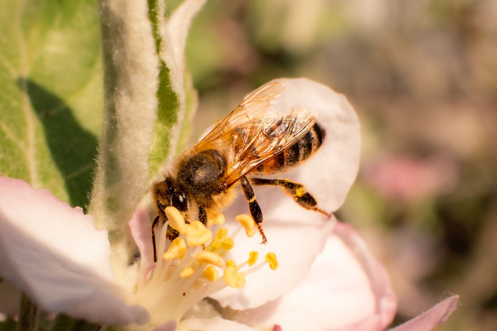 LUMIX G 25/F1.7 sample photo. Bee, macro, blossom photography
