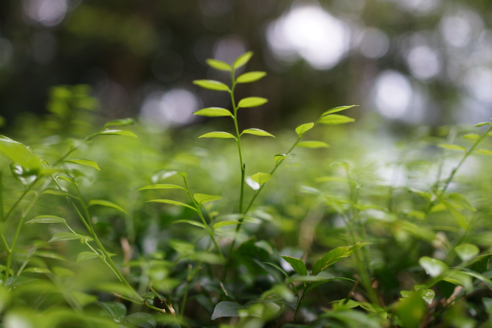 Sony Cyber-shot DSC-RX1R sample photo. Young shoots, growth, struggle photography