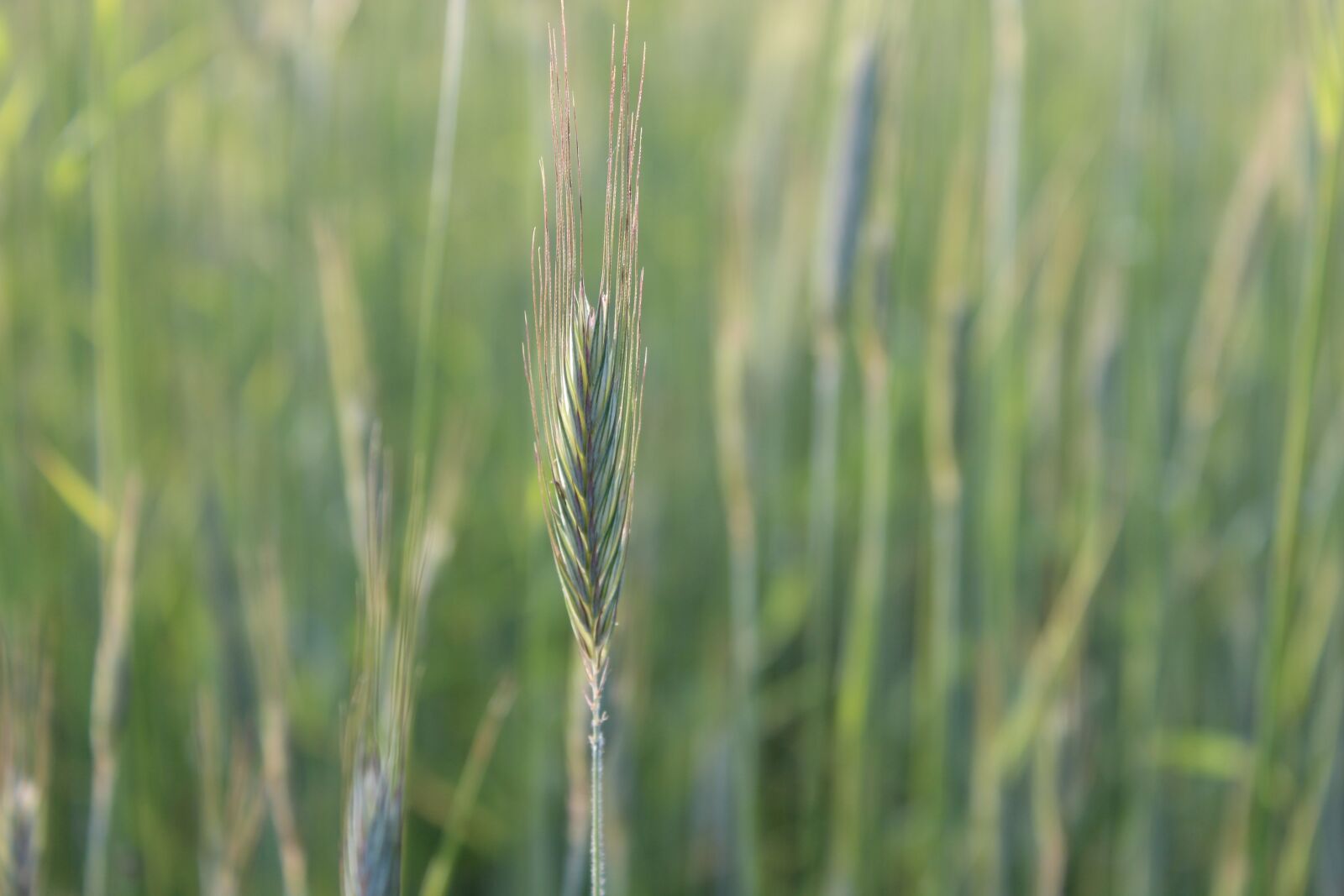 Canon EOS 600D (Rebel EOS T3i / EOS Kiss X5) sample photo. Field, nature, natural photography